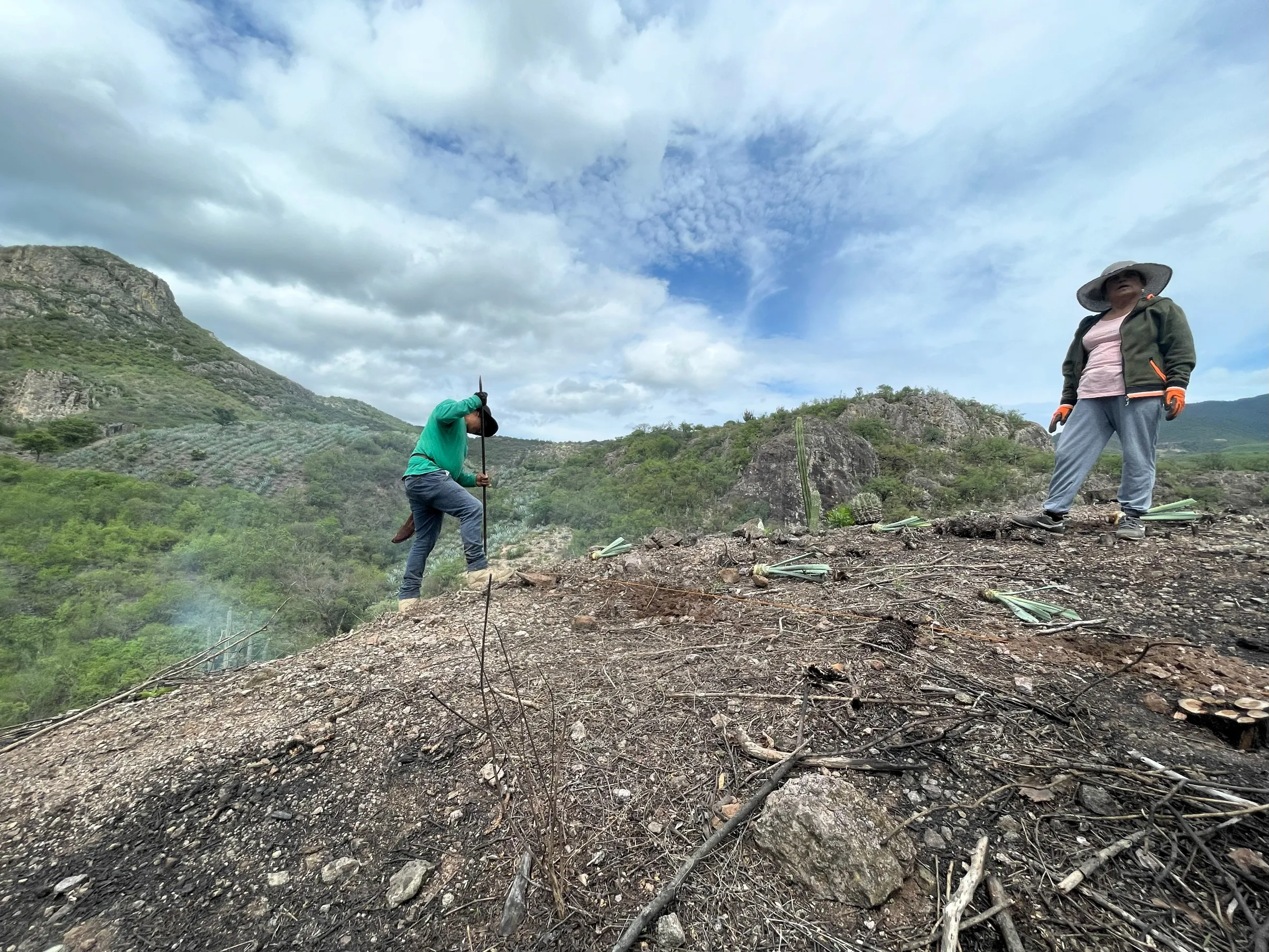 Farmers plant agave in a hill of Santa Ana del Rio, Oaxaca, Mexico. June 25, 2025.  Thomson Reuters Foundation/Diana Baptista