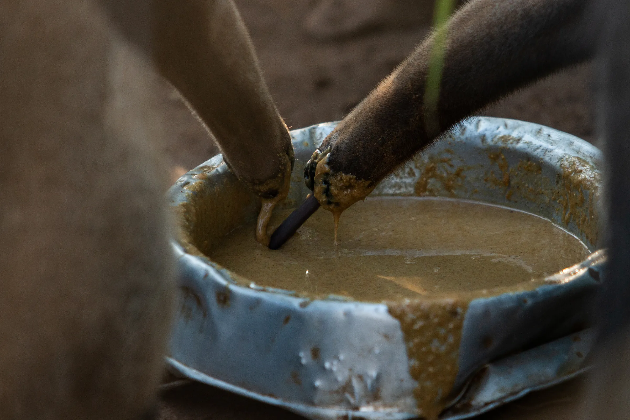 Giant anteaters from the Orphans of Fire project eating feed made out of soy, eggs and cow plasma protein in rural Aquidauana, Mato Grosso do Sul state, Brazil, September, 15, 2022. Thomson Reuters Foundation/Henrique Kawaminami