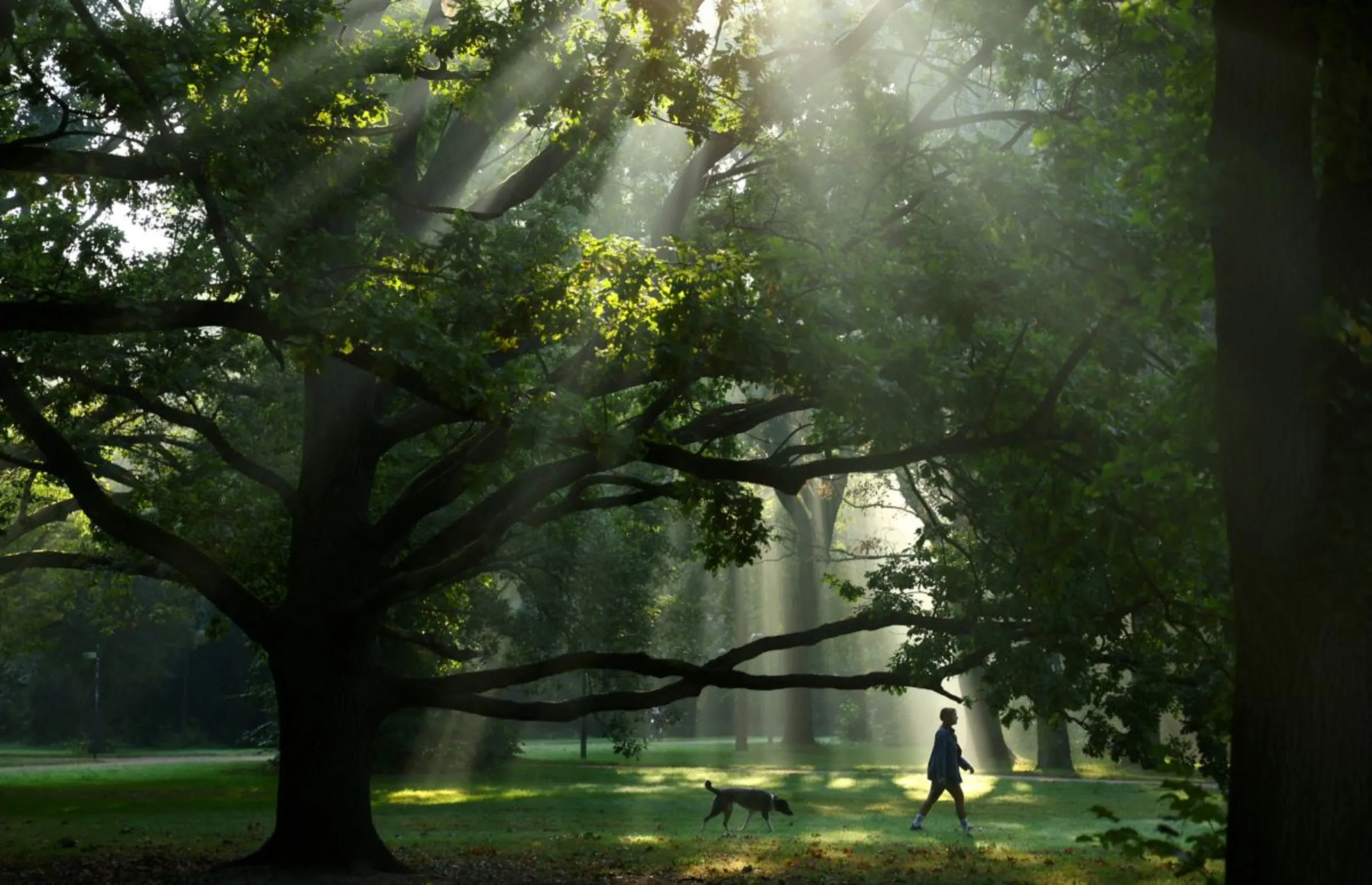A woman makes her way with a dog during morning fog while the sun shines through trees at Tiergarten Park in Berlin, Germany, September 27, 2023. REUTERS/Fabrizio Bensch