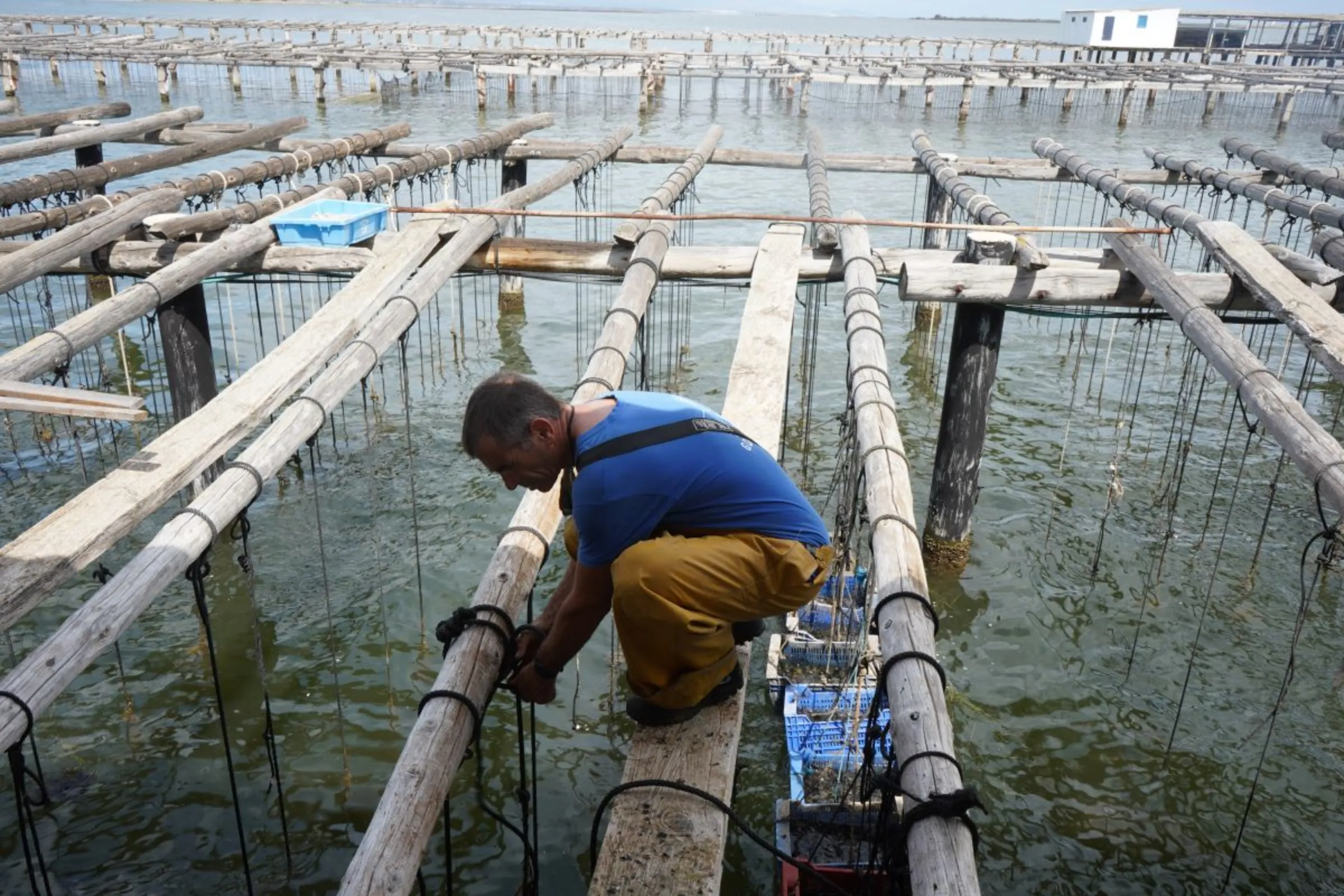 Xavier Cabrera unties ropes that would have been used to grow next year’s harvest of mussels in Catalunya, Spain, September 1, 2023. It takes about 14 months for mussels to grow to the desired size, but a heatwave at the end of August killed about 80% of the mussel seed. Thomson Reuters Foundation/Naomi Mihara