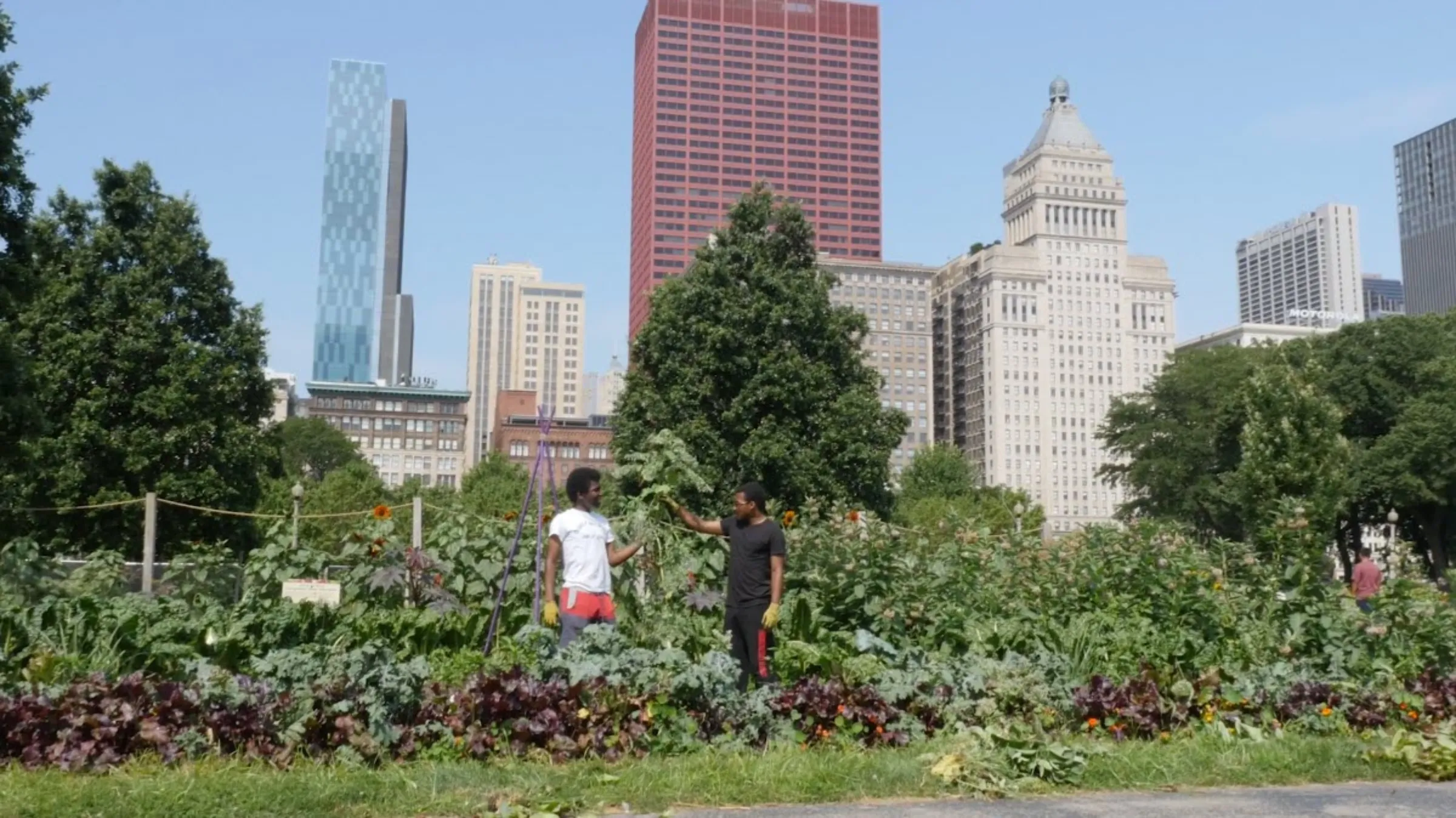 Volunteers and staff from Urban Growers Collective working at the Grant Park Farm located in the heart of downtown Chicago
