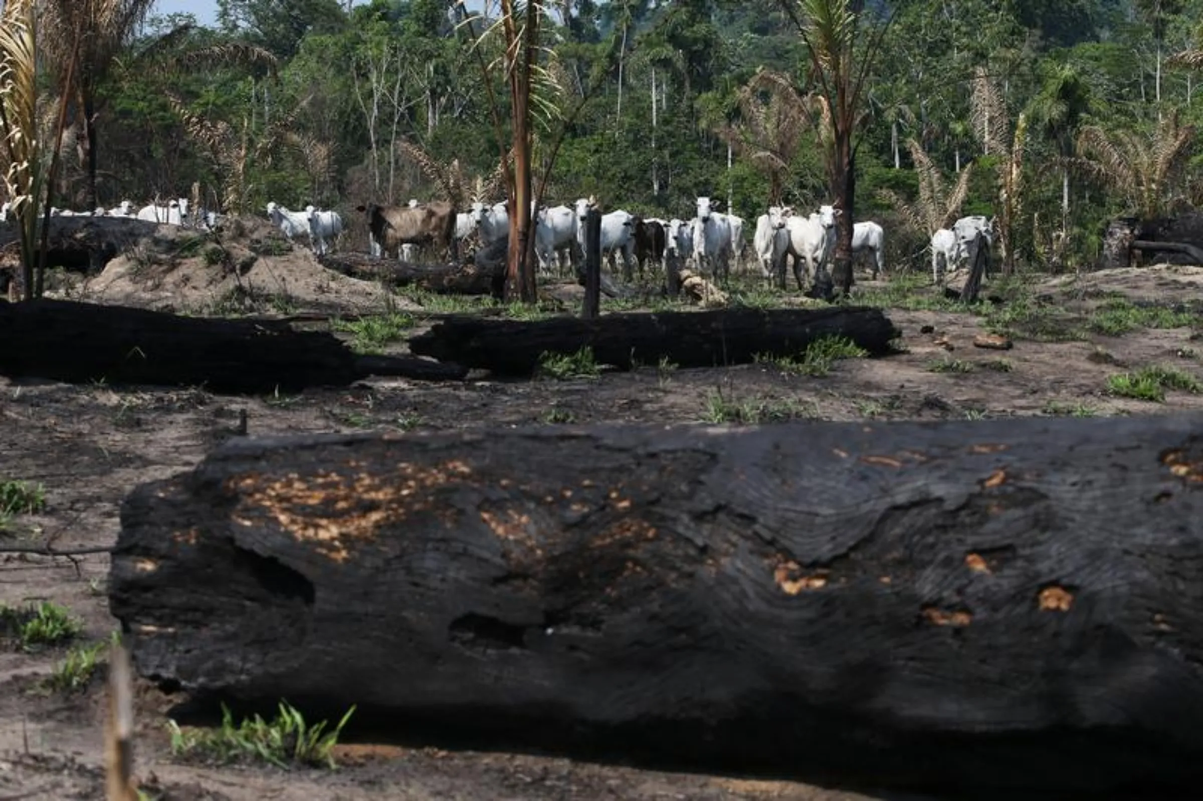 Cattle are seen near burnt trees in Jamanxim National Forest, in the Amazon near Novo Progresso, Para state, Brazil, September 10, 2019. REUTERS/Amanda Perobelli 