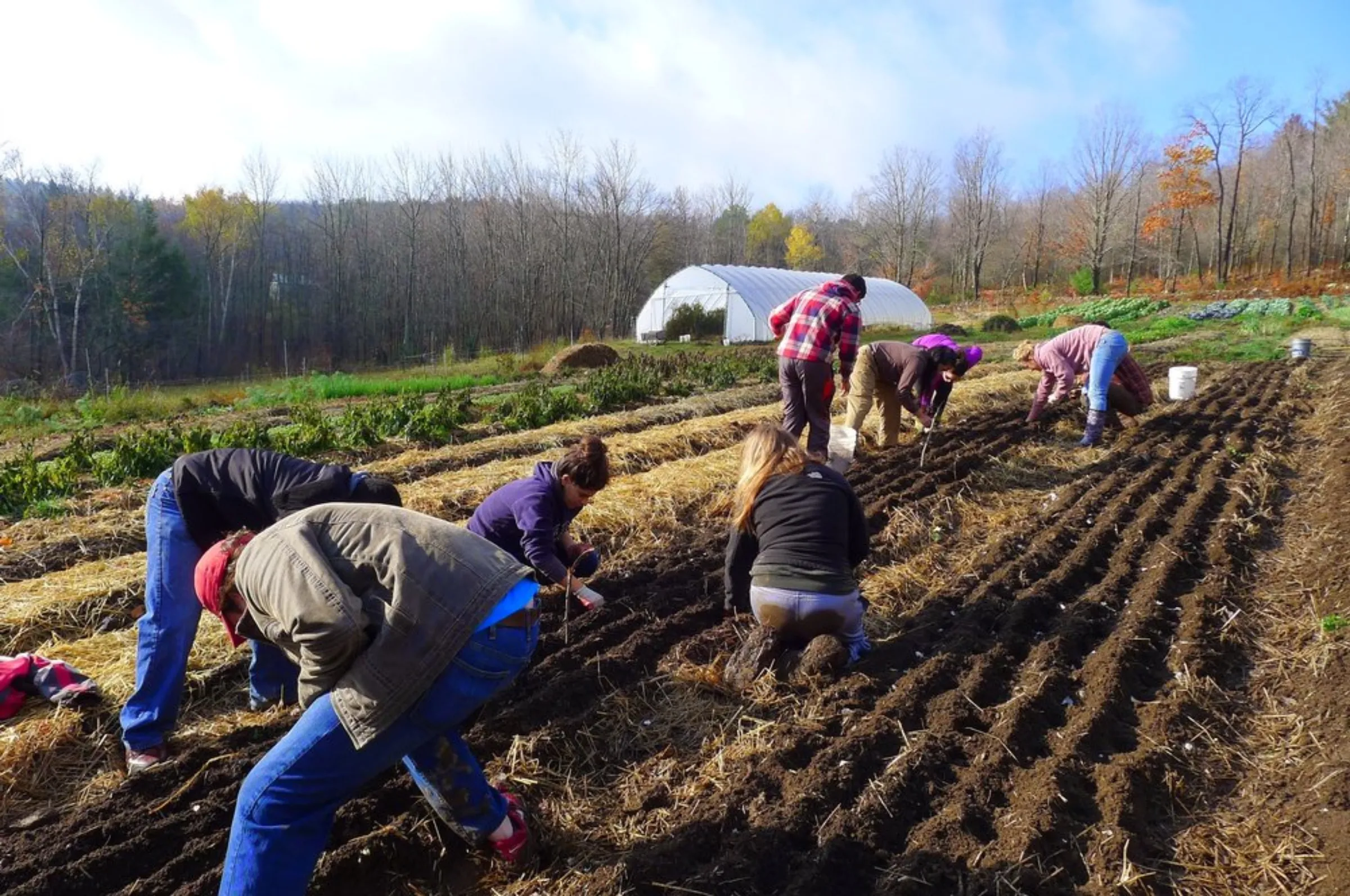 Volunteers planting garlic at a community farm day at Soul Fire Farm in New York