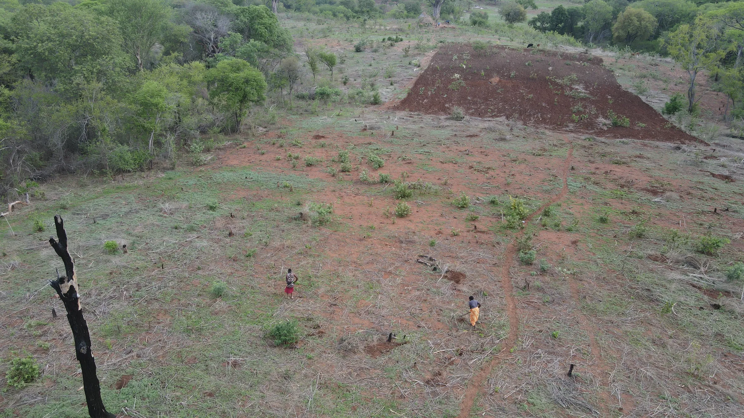 Agness Joe clears land near Rushinga, Zimbabwe,  Dec 7, 2025. Thomson Reuters Foundation/Farai Shawn Matiashe