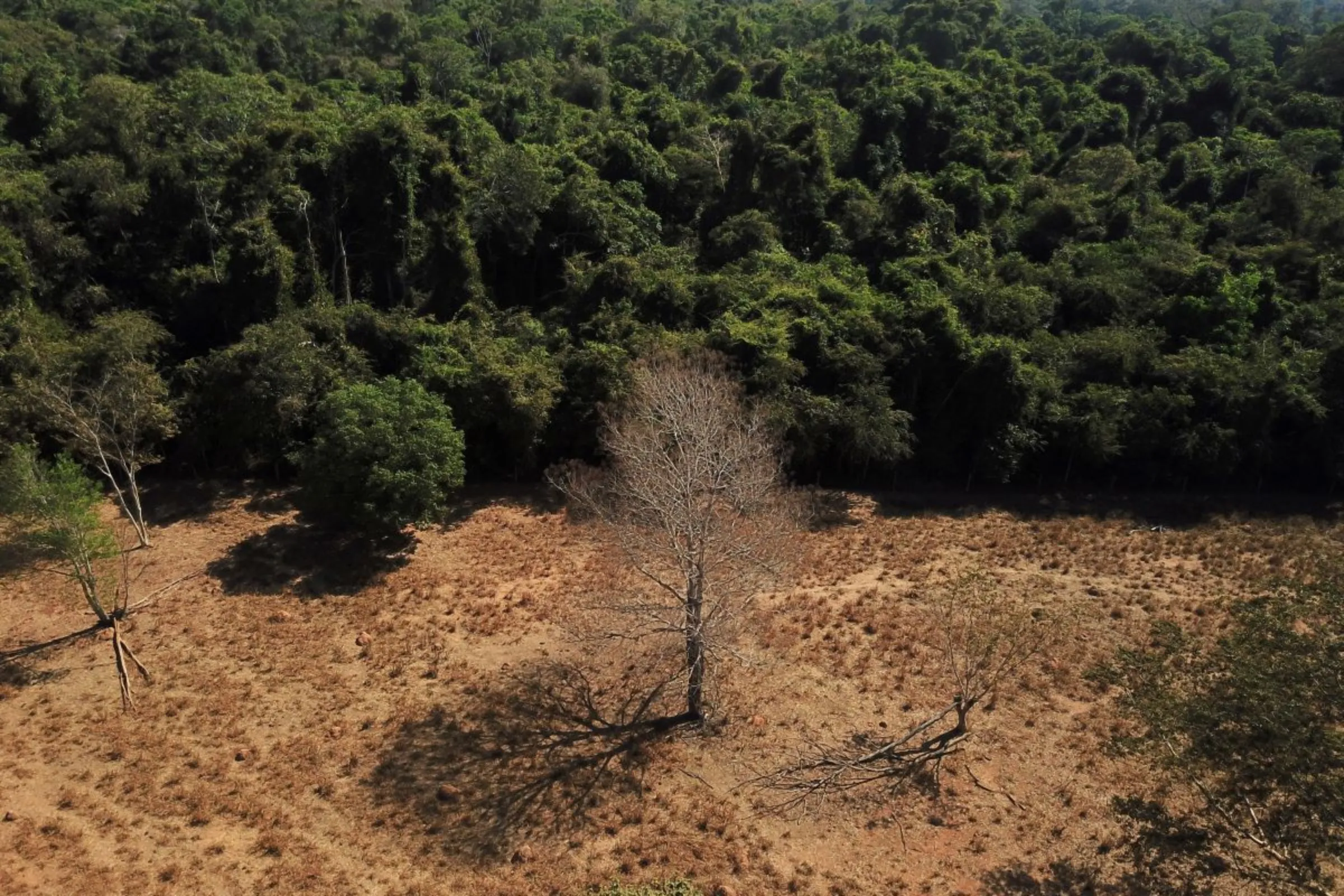 An aerial view shows a dead tree near a forest on the border between Amazonia and Cerrado in Nova Xavantina, Mato Grosso state, Brazil July 28, 2021. REUTERS/Amanda Perobelli
