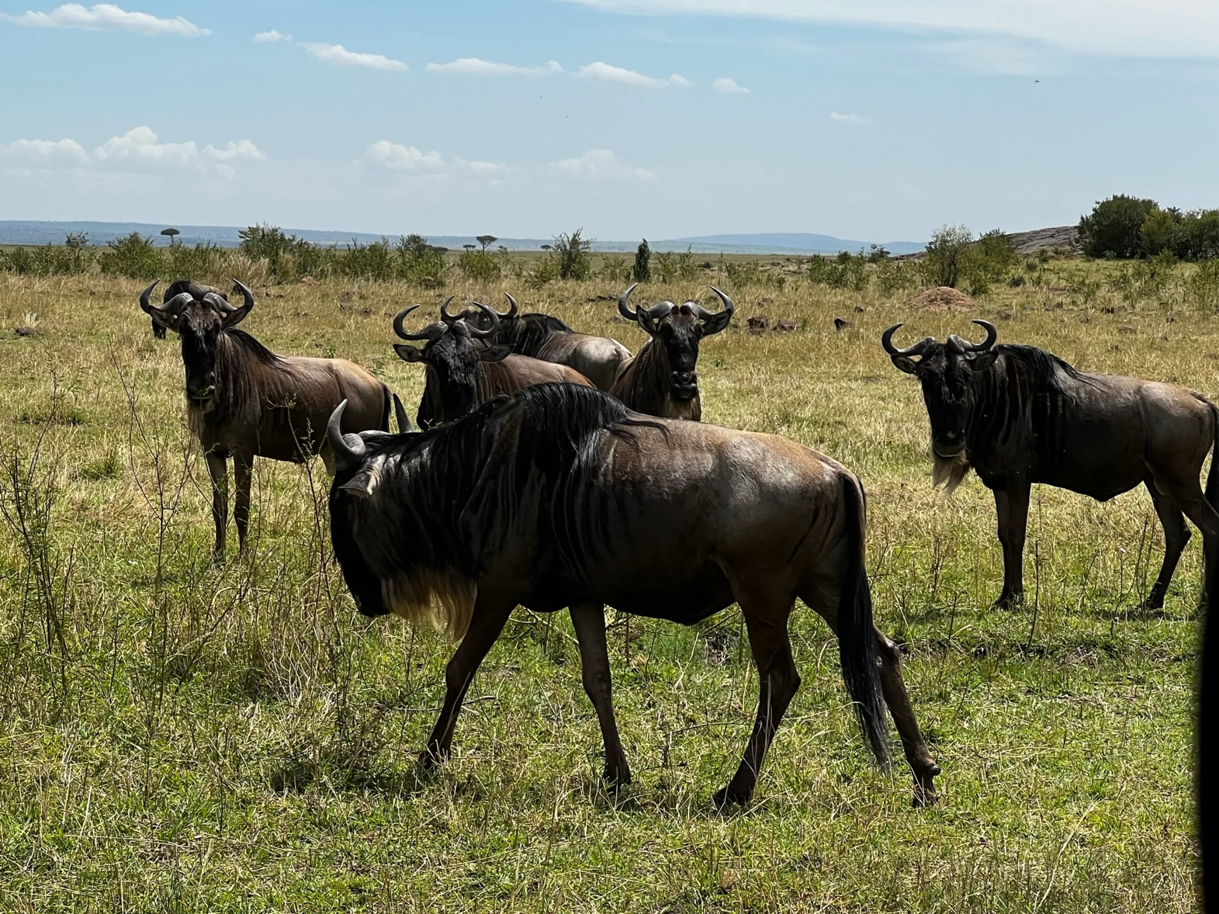 A herd of wildebeest at the Maasai Mara National Reserve, in Kenya on Sept 28 2022. THOMSON REUTERS FOUNDATION/Nita Bhalla