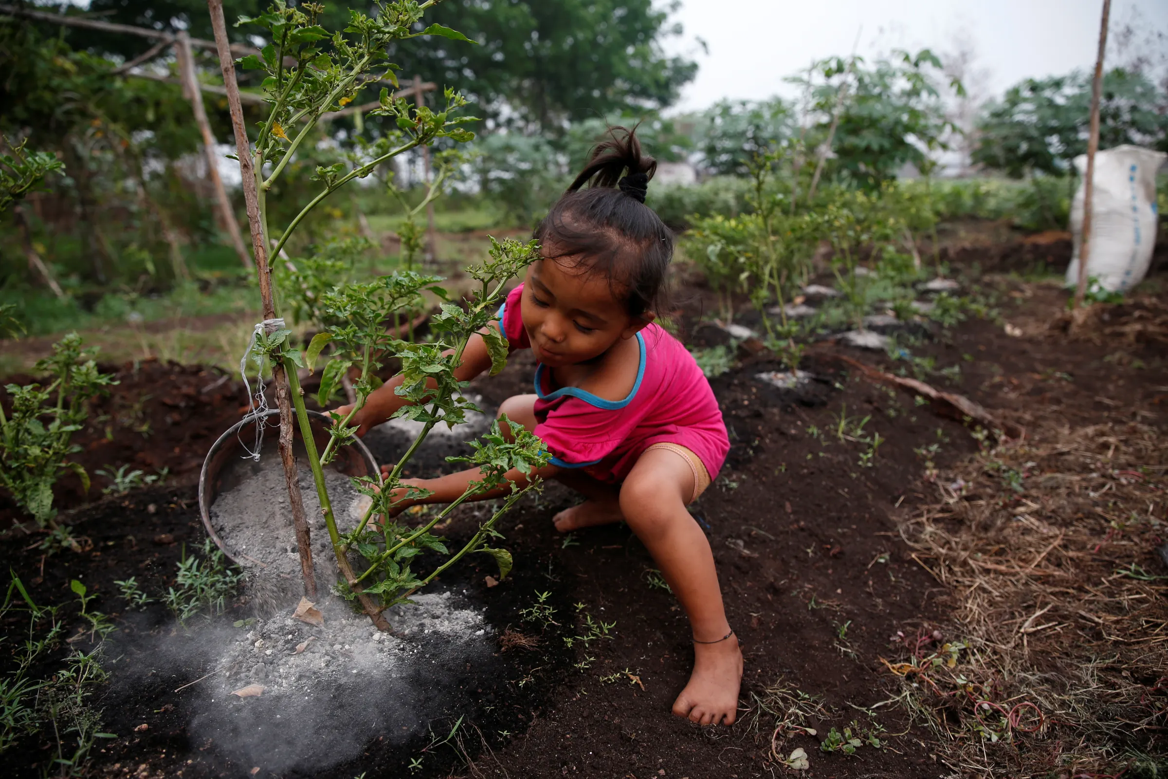 A girl pours ash from burnt trees and peatland soil onto a chilli plant as she helps her father at Sebangau district in Palangka Raya, Central Kalimantan province, Indonesia