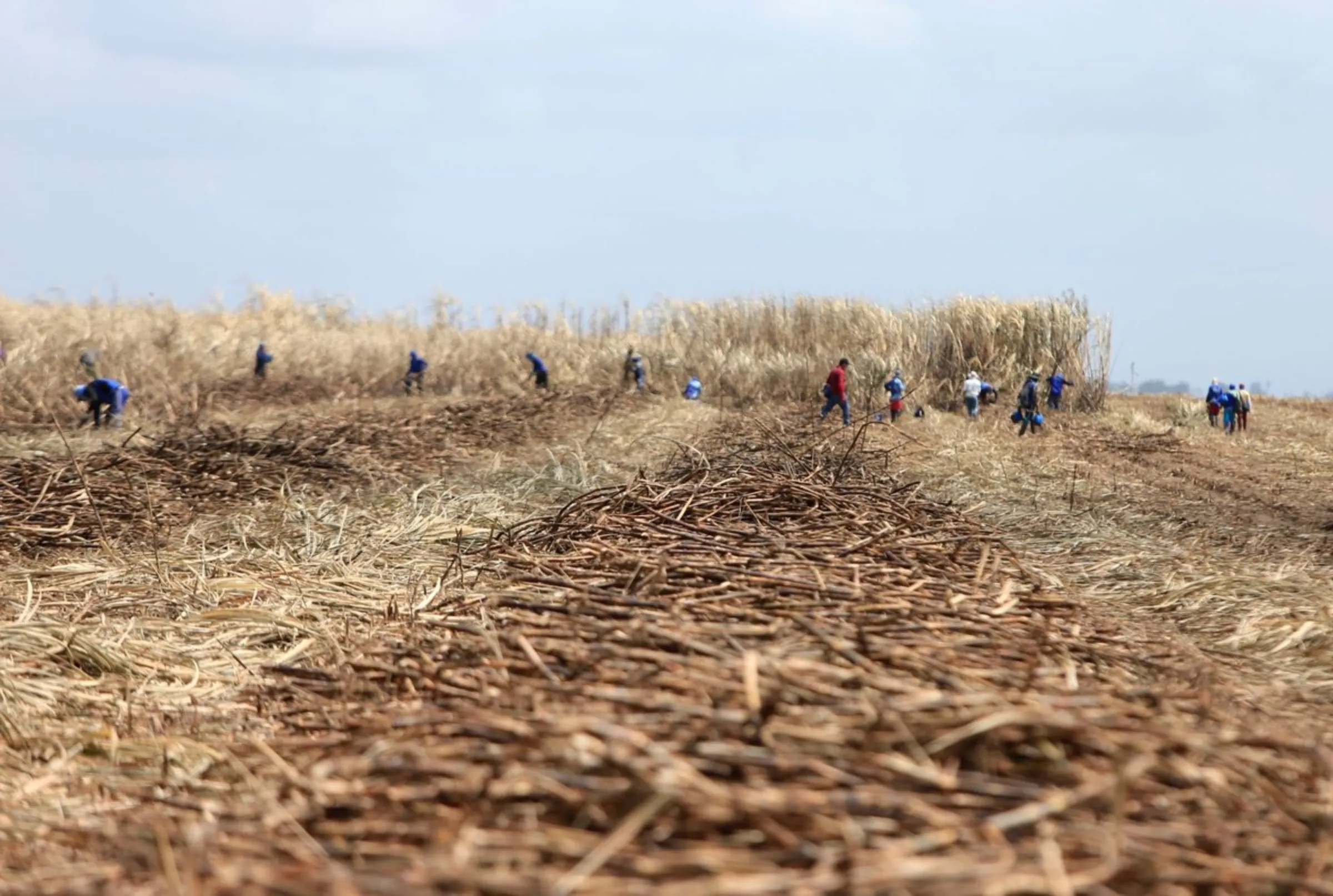 Sugarcane is harvested by workers in a plantation near Maceio, Brazil, on September 27, 2021