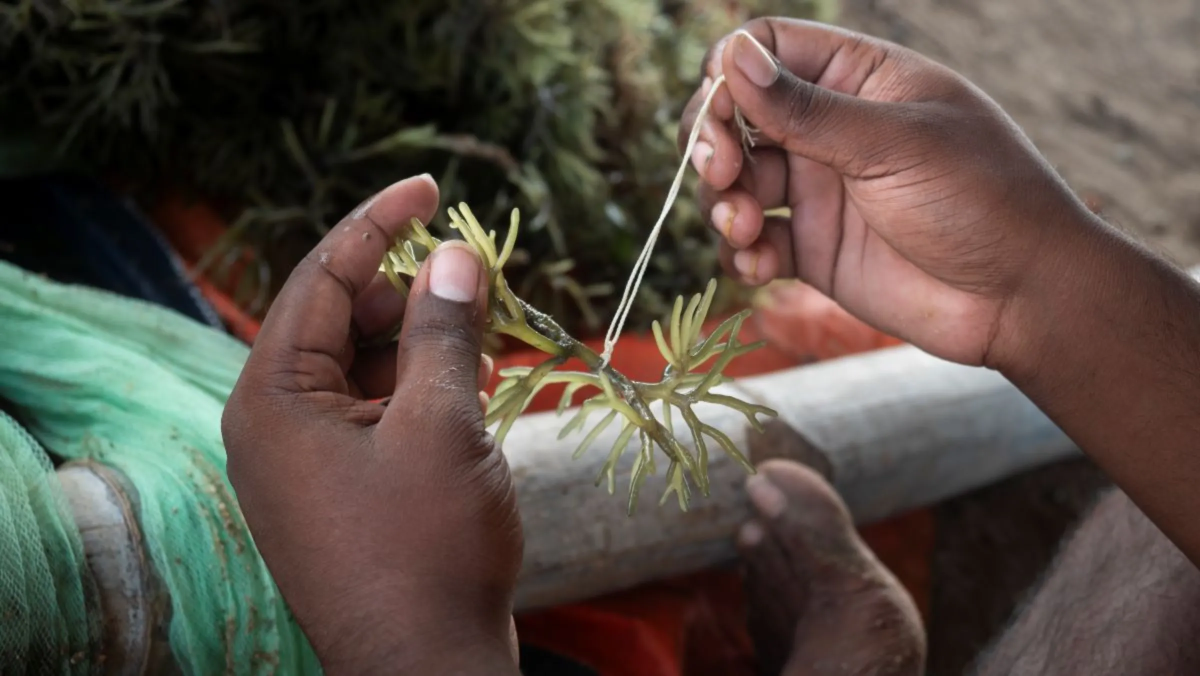 Microbiology student Sundaragnanam strings seaweed onto a cultivation raft in Rameswaram, India on July 17, 2023. Thomson Reuters Foundation/Nirbhay Kuppu