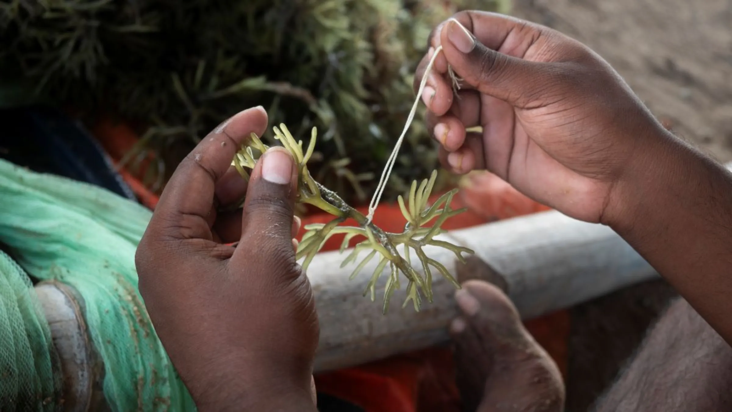 O estudante de microbiologia Sundaragnanam amarra algas marinhas em uma jangada de cultivo em Rameswaram, Índia, em 17 de julho de 2023. Thomson Reuters Foundation/Nirbhay Kuppu