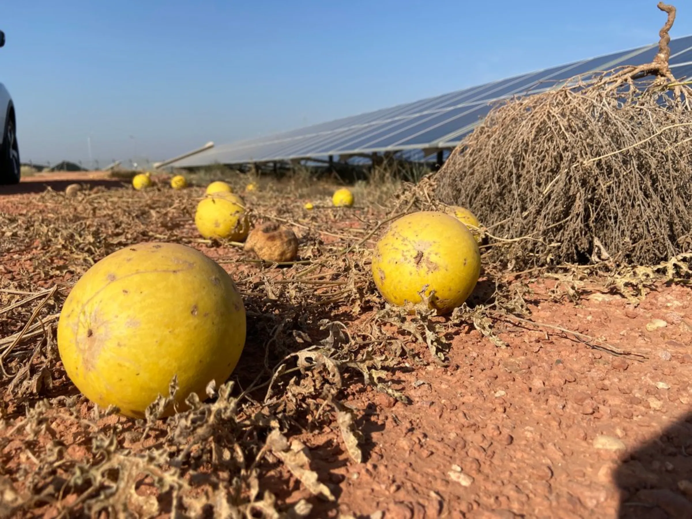 A bitter citrus fruit known locally as “tumba”, which was used as animal fodder, lies uneaten on the vine between solar panels at Bhadla Solar Park, Rajasthan, India, December 11, 2021