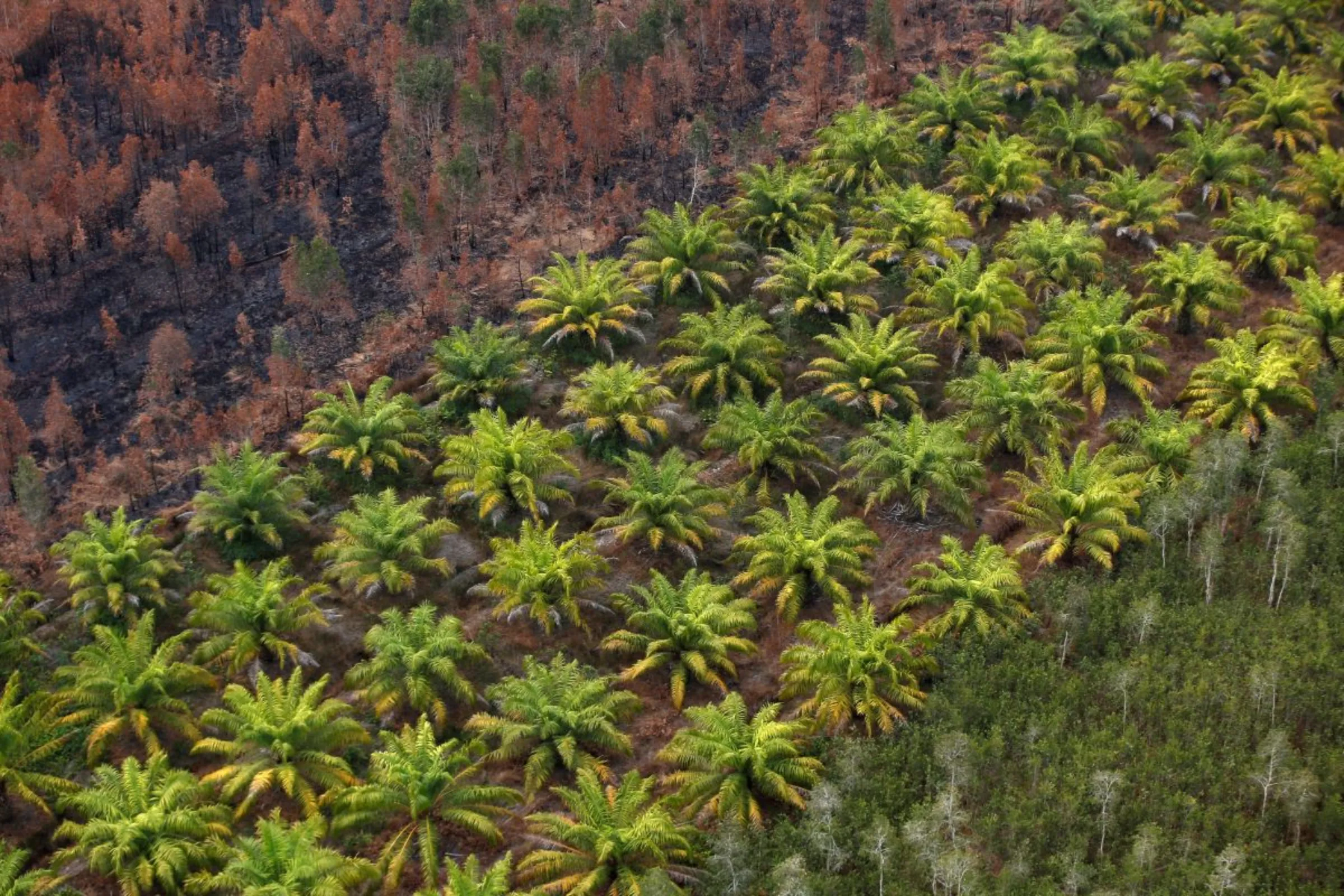 Palm oil plantation is pictured next to a burnt forest near Banjarmasin in South Kalimantan province, Indonesia, September 29, 2019