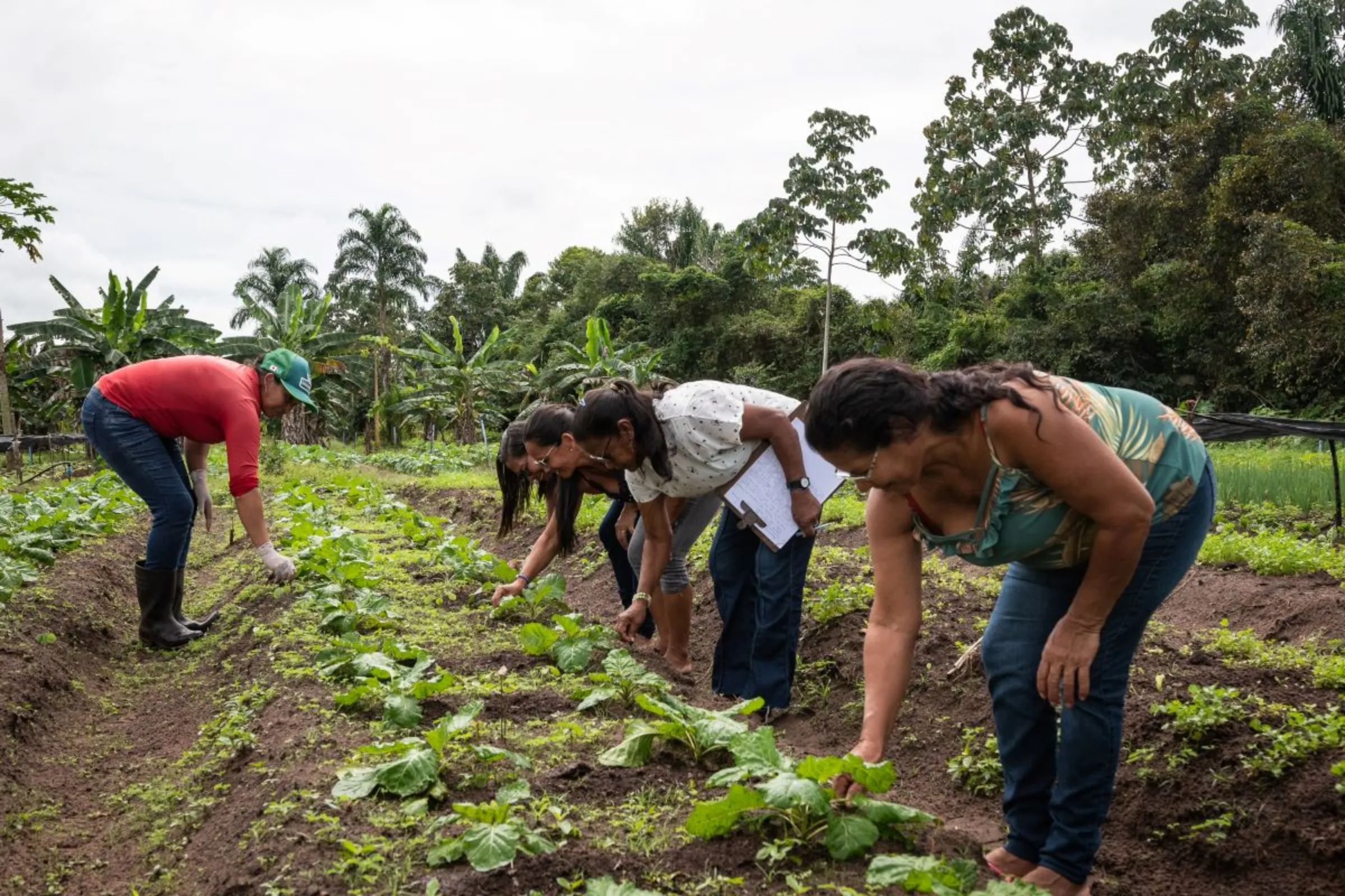 Members of the Aprocamp co-operative pick herbs at their garden in Pará, Brazil, January 18, 2023. Thomson Reuters Foundation/Cícero Pedrosa Neto