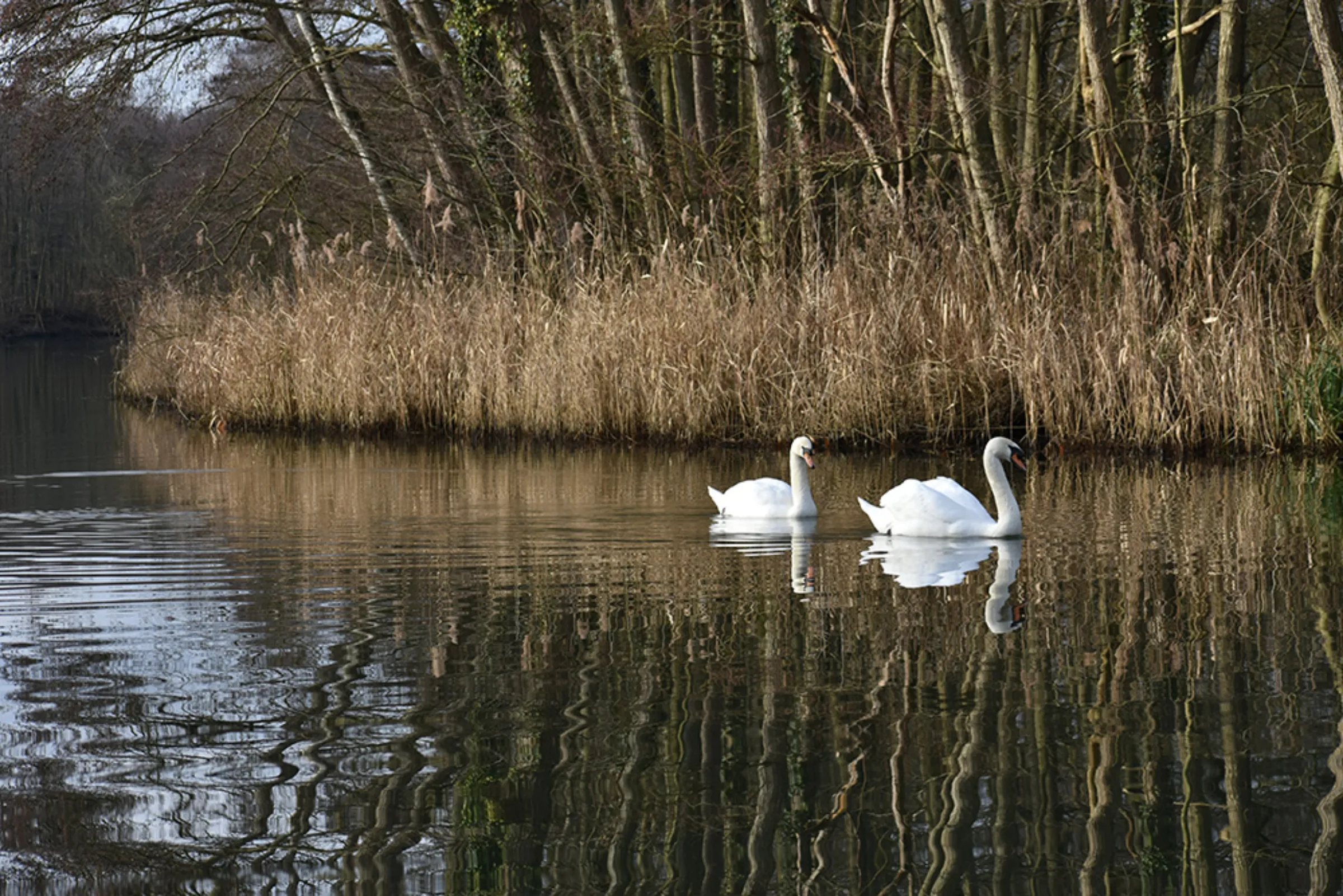 Swans on the River Bure near Wroxham in the Broads, east England, February 10, 2023. Avian flu killed thousands of birds, including swans, in the last year, compounding biodiversity loss because of habitat damage and climate change. Thomson Reuters Foundation/Rachel Parsons