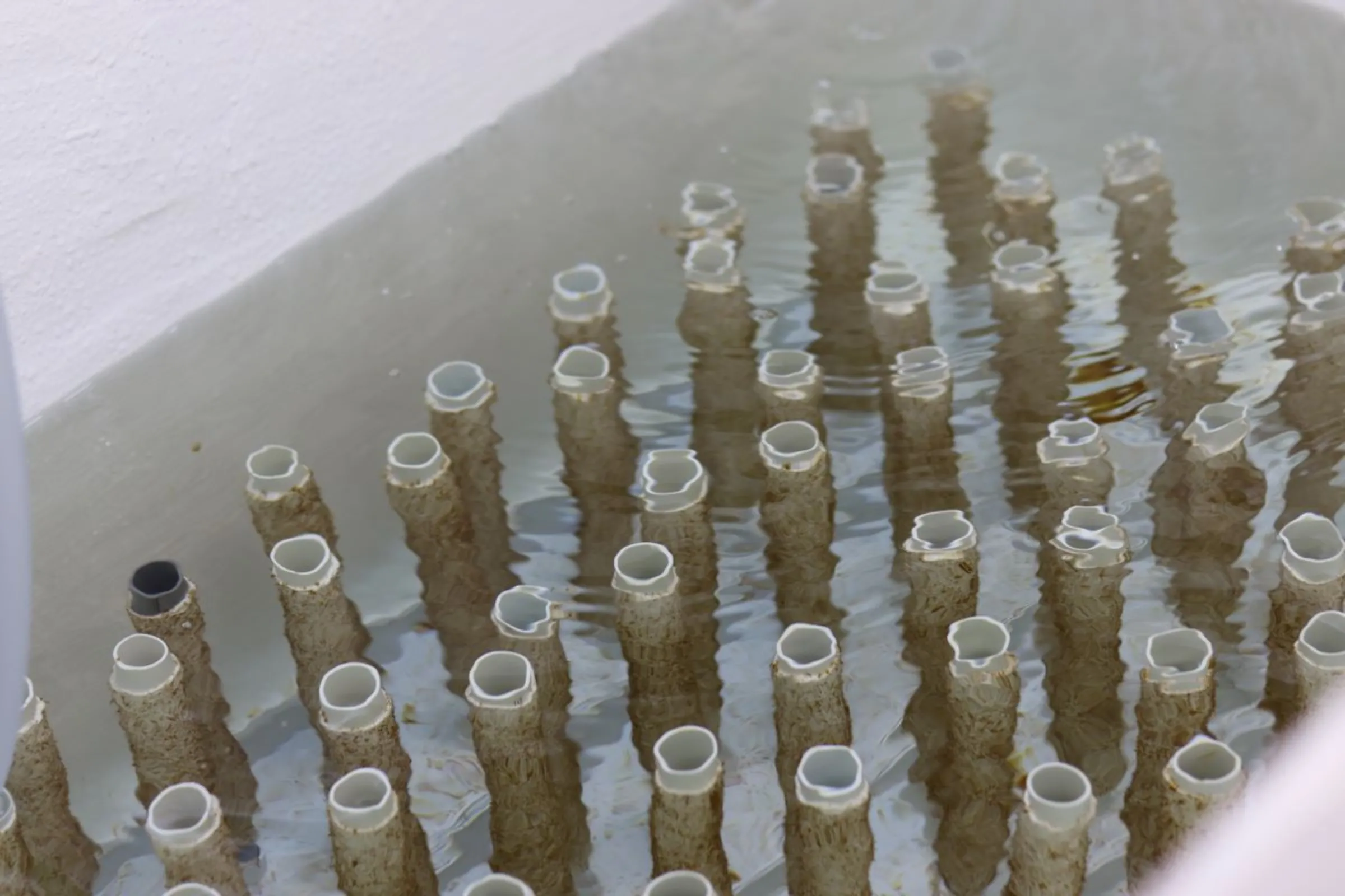 Seaweed spores are grown under open water conditions in Kelp Blue's laboratory in ǁKaras region, Namibia, April 23, 2023. Thomson Reuters Foundation/Lisa Ossenbrink