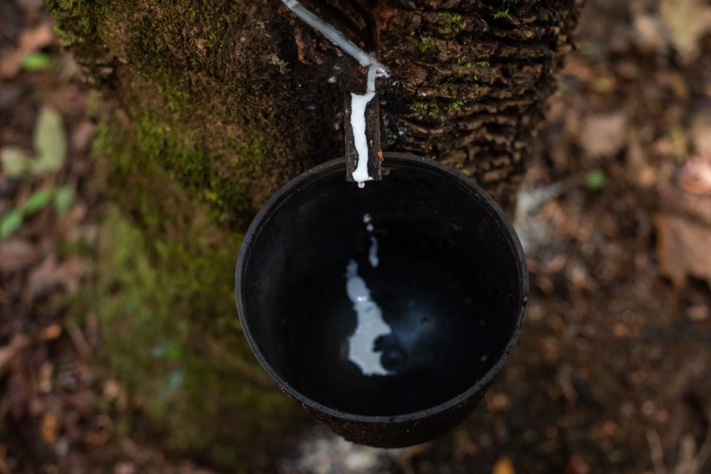Latex from a rubber tree is collected in a bucket in Pará, Brazil, January 17, 2023. Thomson Reuters Foundation/Cícero Pedrosa Neto