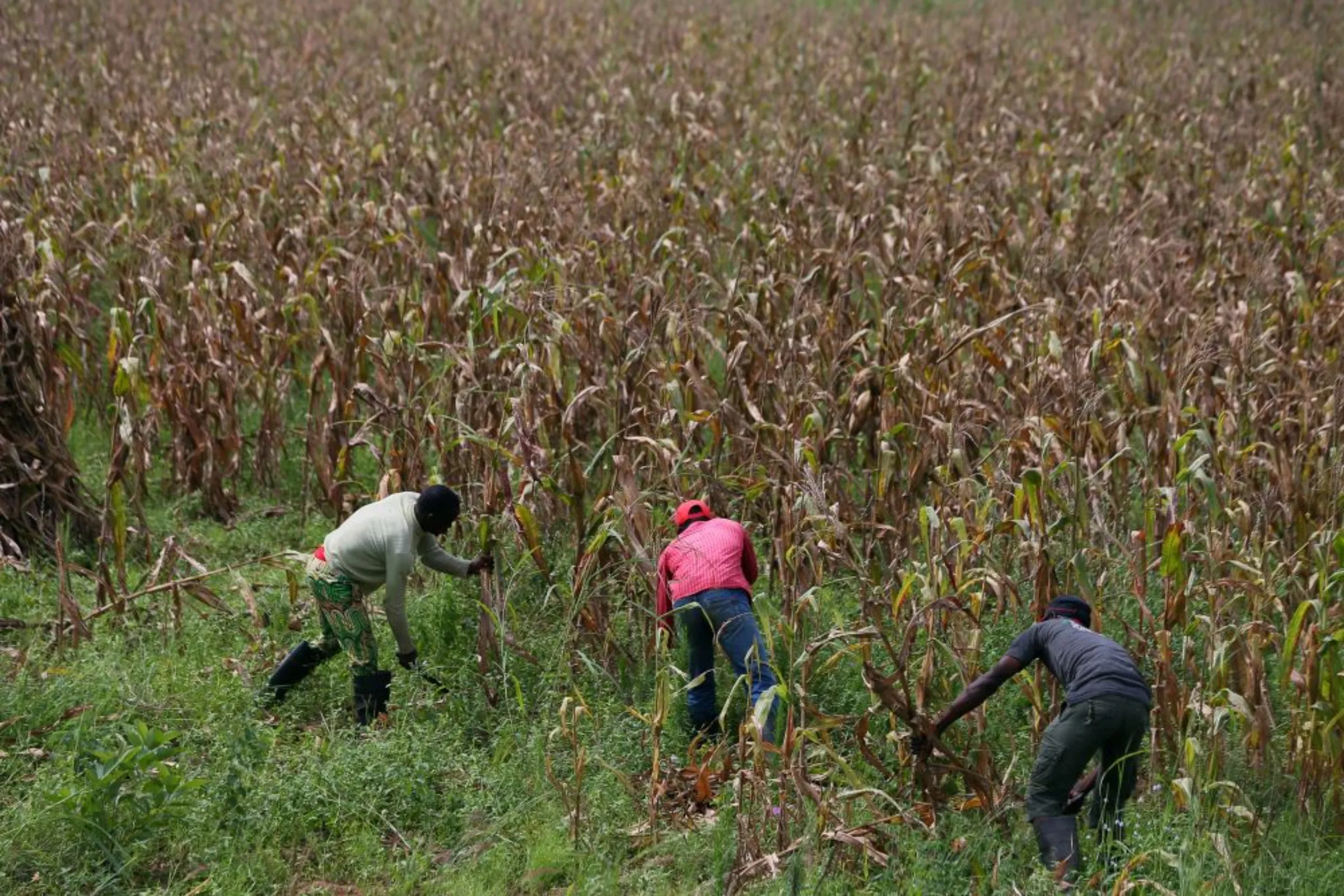 Men work on the Thrive Agric's farm in Jere, Kaduna, Nigeria October 10, 2018