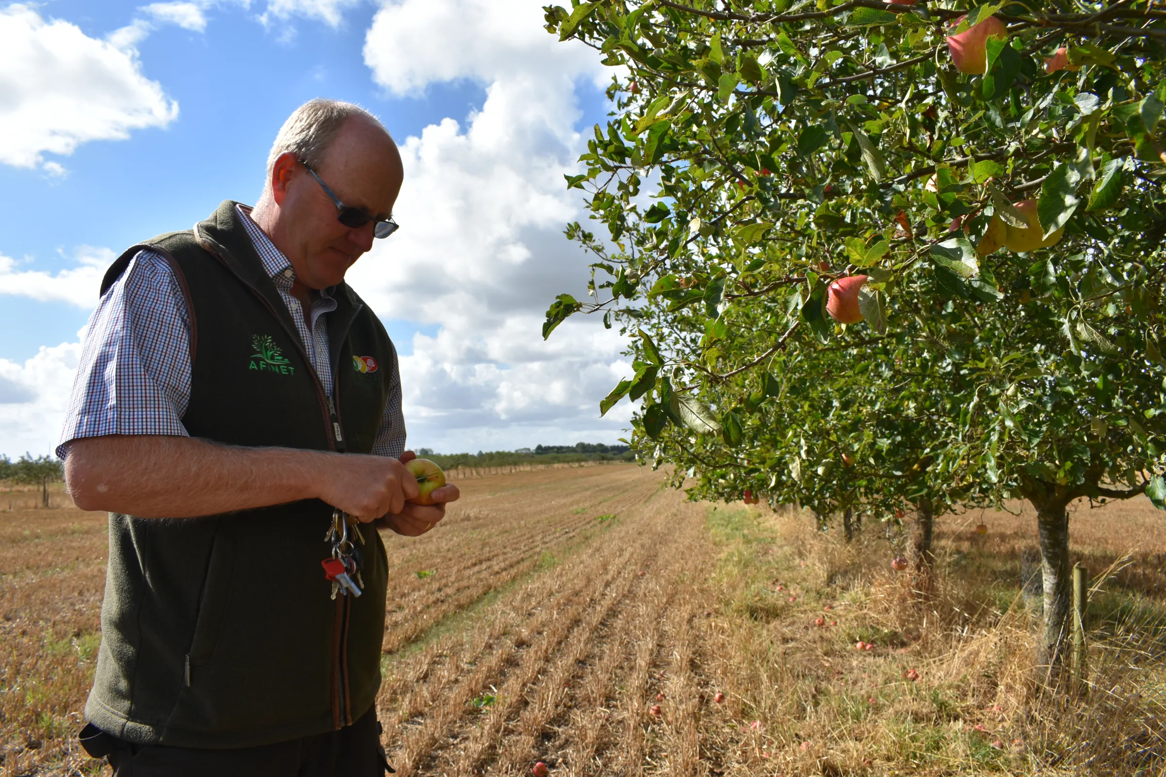 Soil scientist Stephen Briggs inspects the organic apple crop growing in wheat fields on his farm near Peterborough, east England, September 7, 2022.  Thomson Reuters Foundation/Rachel Parsons