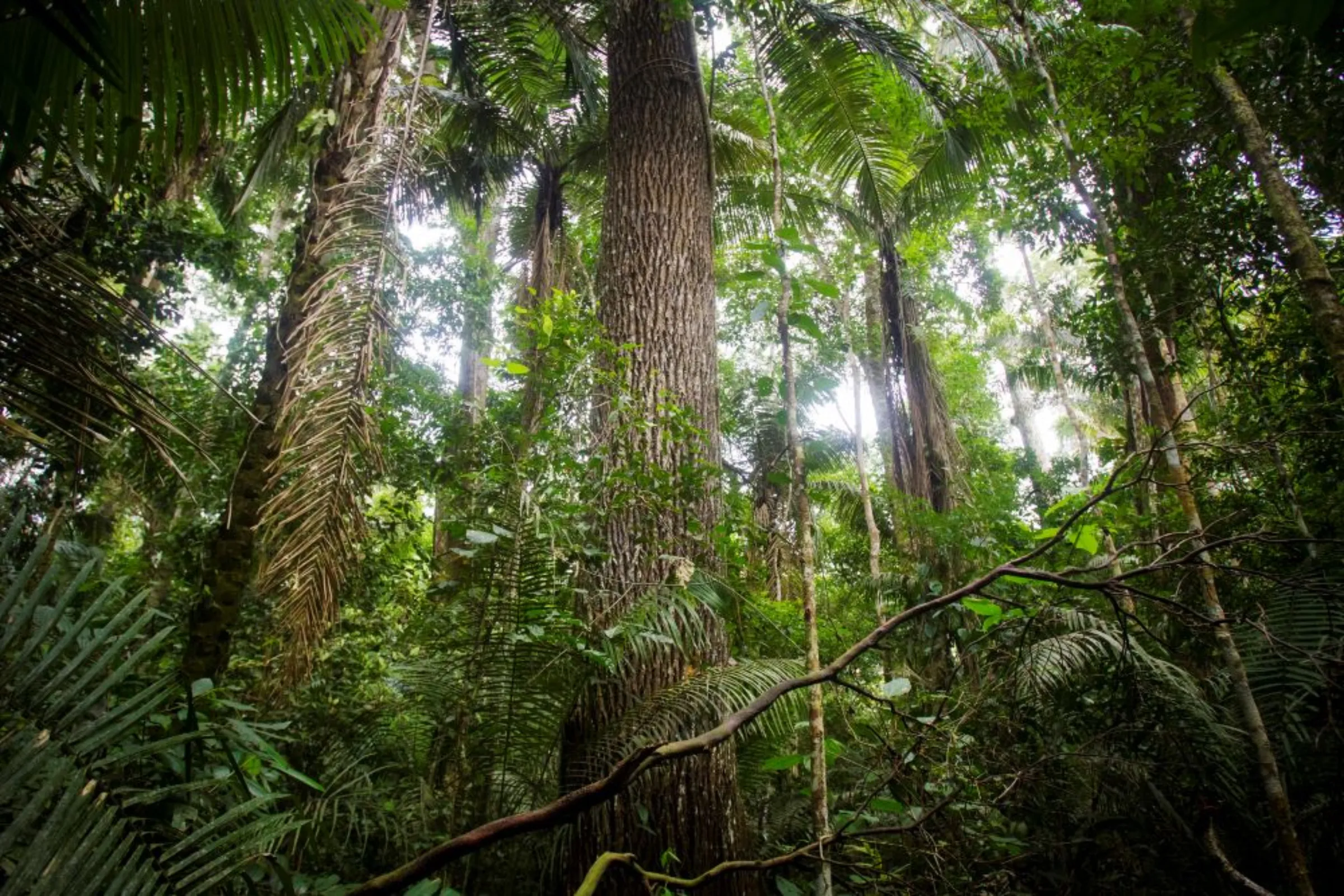 A rubber tree is seen at the Manu National Park in Peru's southern Amazon region of Madre de Dios July 17, 2014