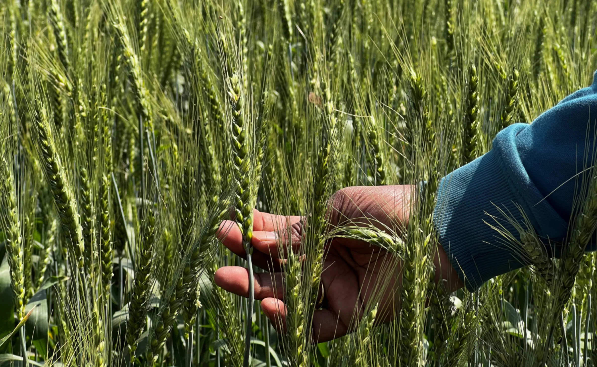 Wheat heads cultivated from a new climate-resilient seed variety are shown in fields in Karnal, India, on March 11, 2024. Thomson Reuters Foundation/Bhasker Tripathi