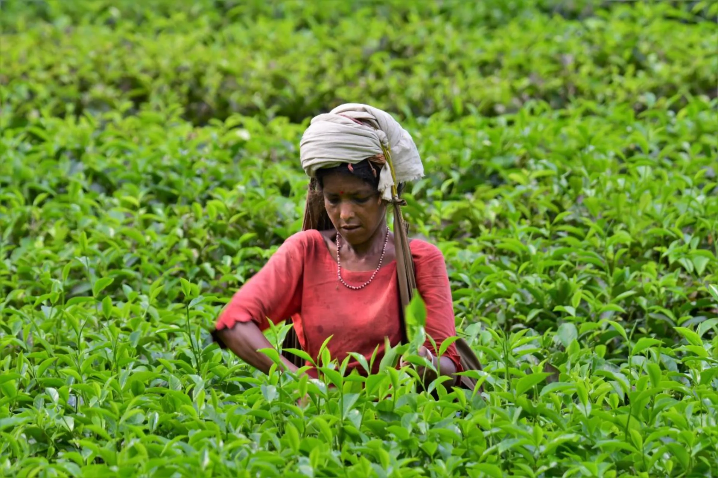Worker Sibani Bhuyaian picks tea leaves at Jangalbari tea estate in Sreemangal, in northeastern Bangladesh May 27, 2023
