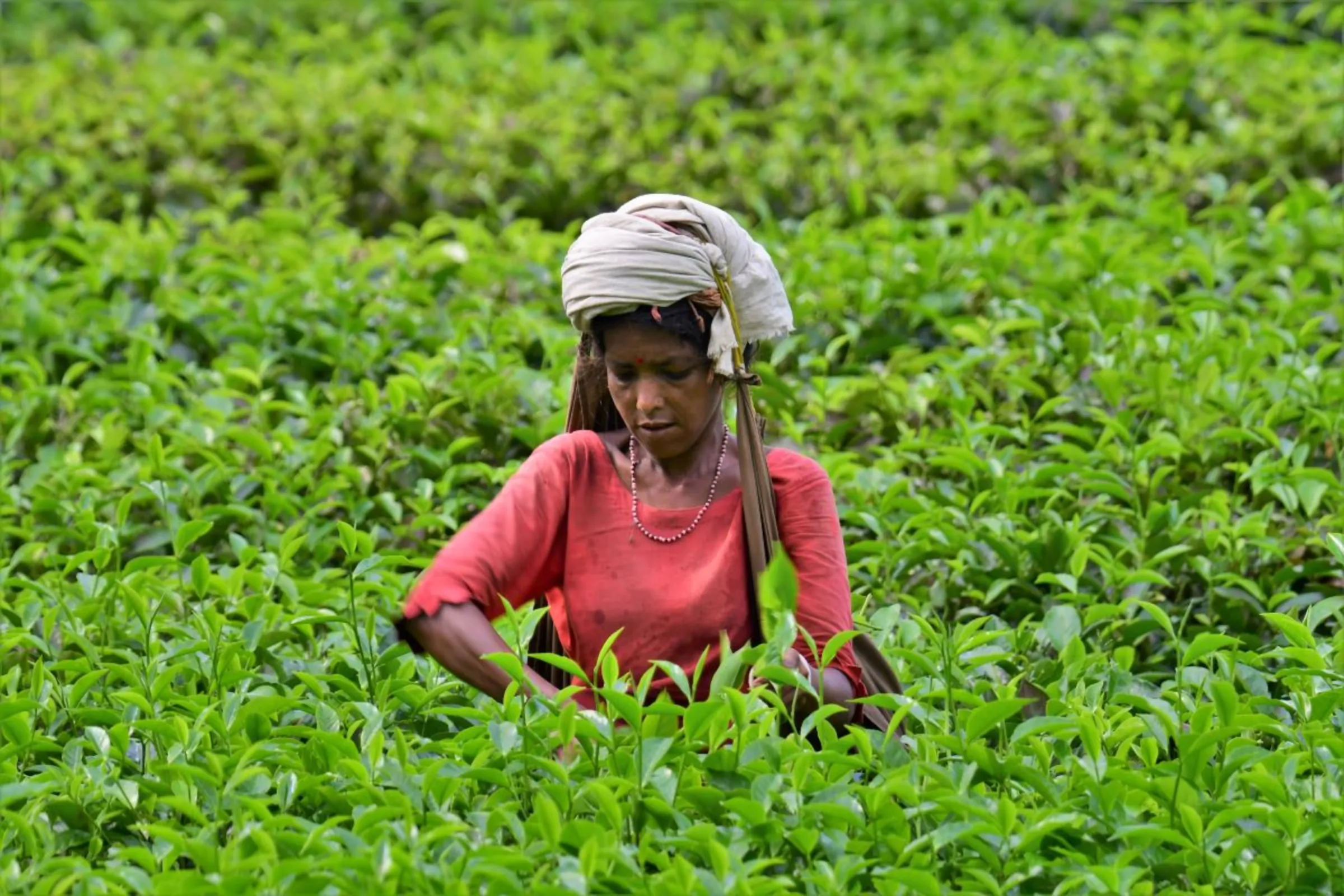 bangladesh-tea-workers-struggle-as-heat-and-drought-scorch-fields-context