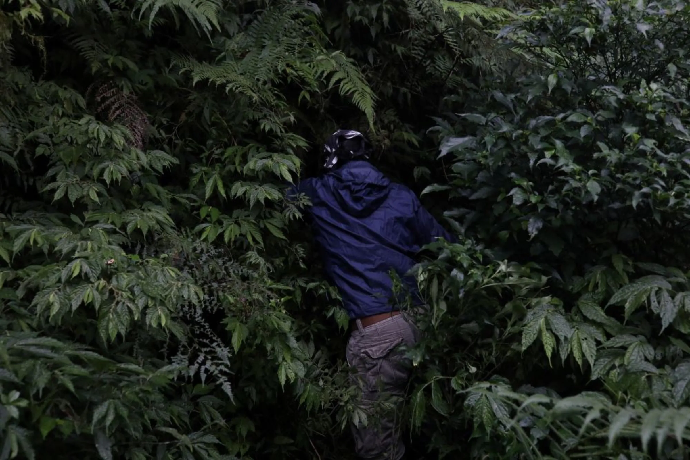In the forests and on remote offshore islands of Taiwan, a conservationist walks through bushes to collect as many rare plant species as they can before they are lost to climate change and human encroachment, in Jin Shui forest, Pingtung, Taiwan, September 10, 2020