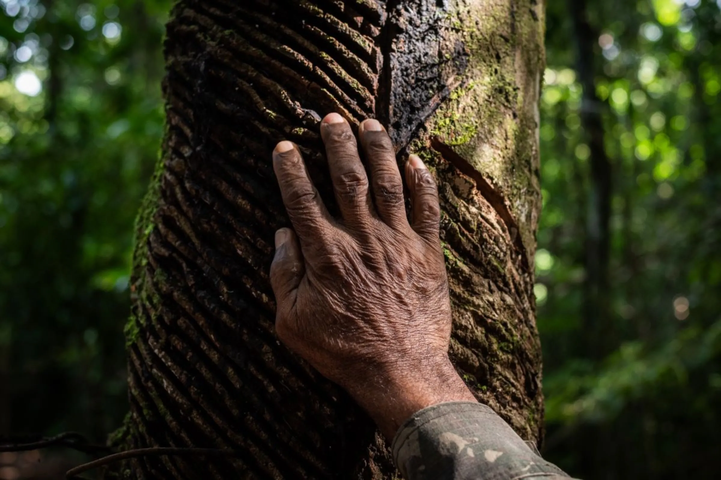 Manoel Magno runs his hands over a rubber tree in the jungle in Pará, Brazil, January 17, 2023. Thomson Reuters Foundation/Cícero Pedrosa Neto