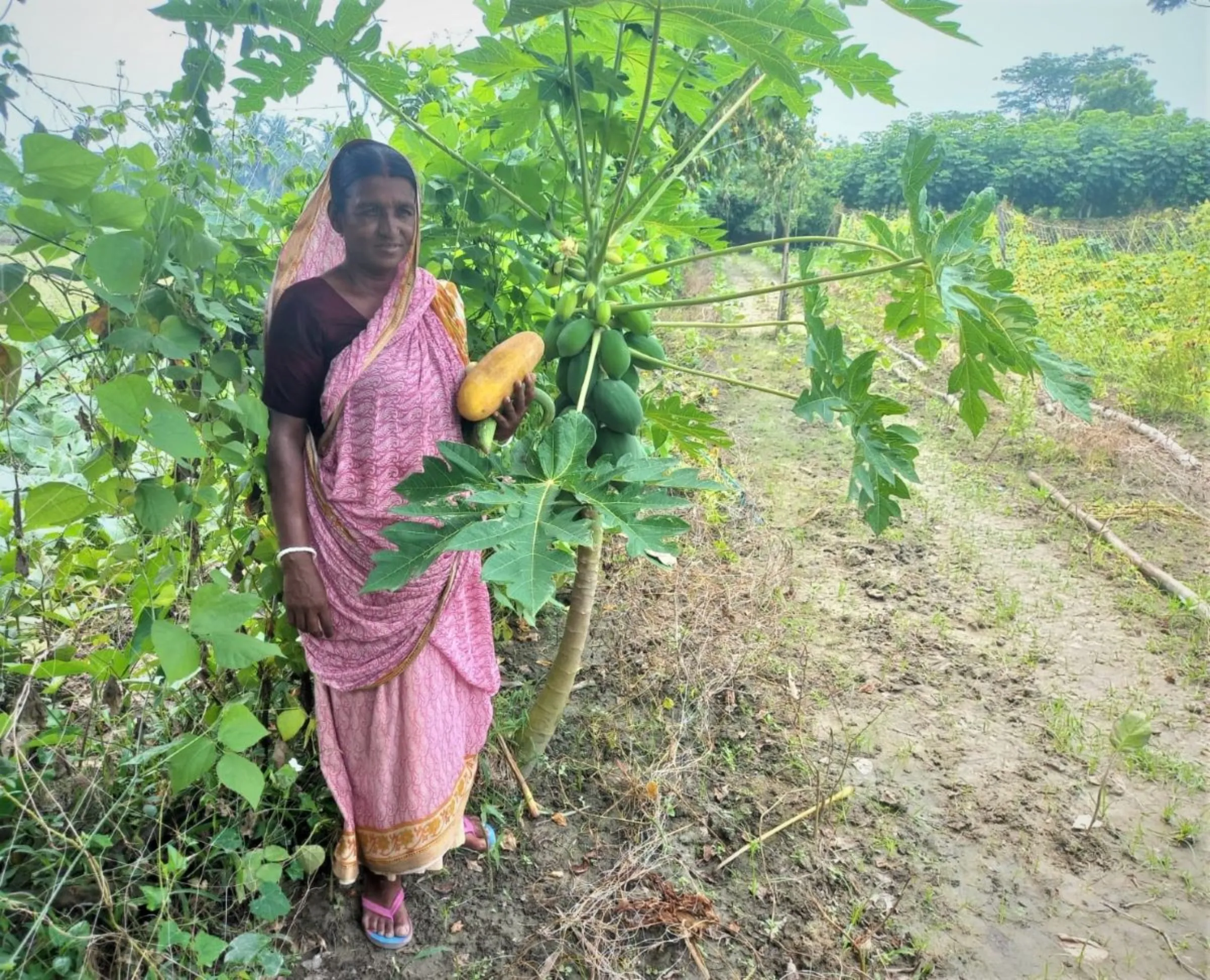 Lakshmi Mondal, a farmer at Dacope, plucks cucumbers from her homestead garden where she grows salt-tolerant vegetable varieties, Khulna, Bangladesh, August 16, 2023