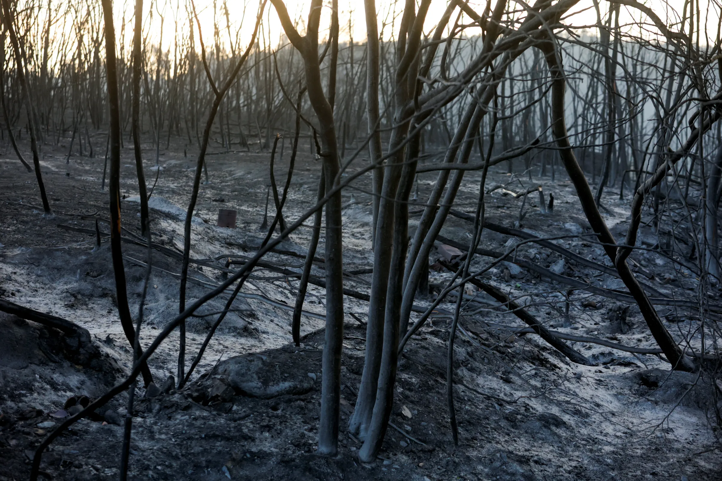 A view shows burnt trees after a wildfire in Verin, Spain