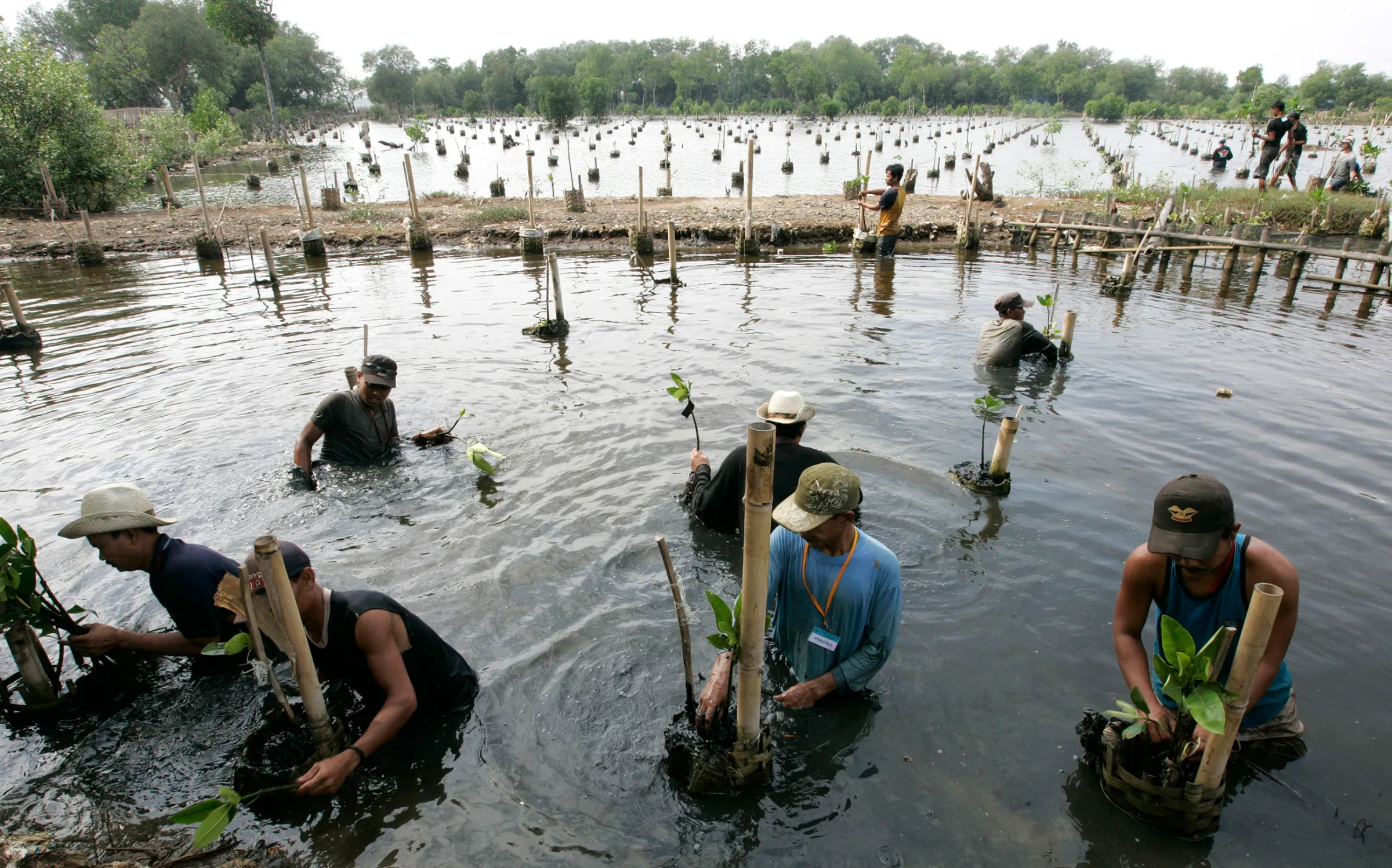 Workers plant mangrove trees at a conservation garden in Jakarta to mark Earth Day