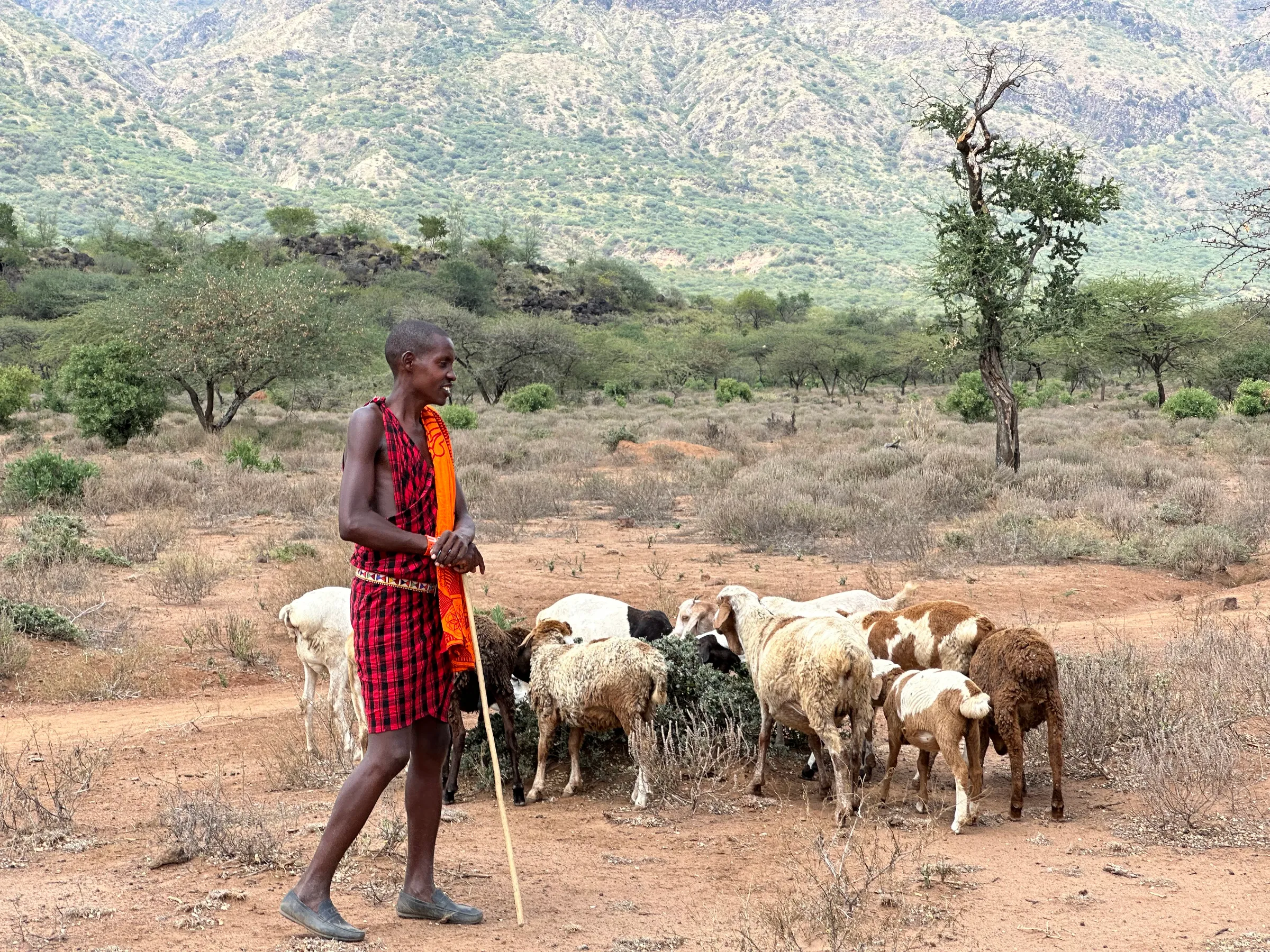 A young Maasai herder in Kajiado County, Kenya, where droughts have decimated livestock. August 2, 2024. Thomson Reuters Foundation/Peter Yeung