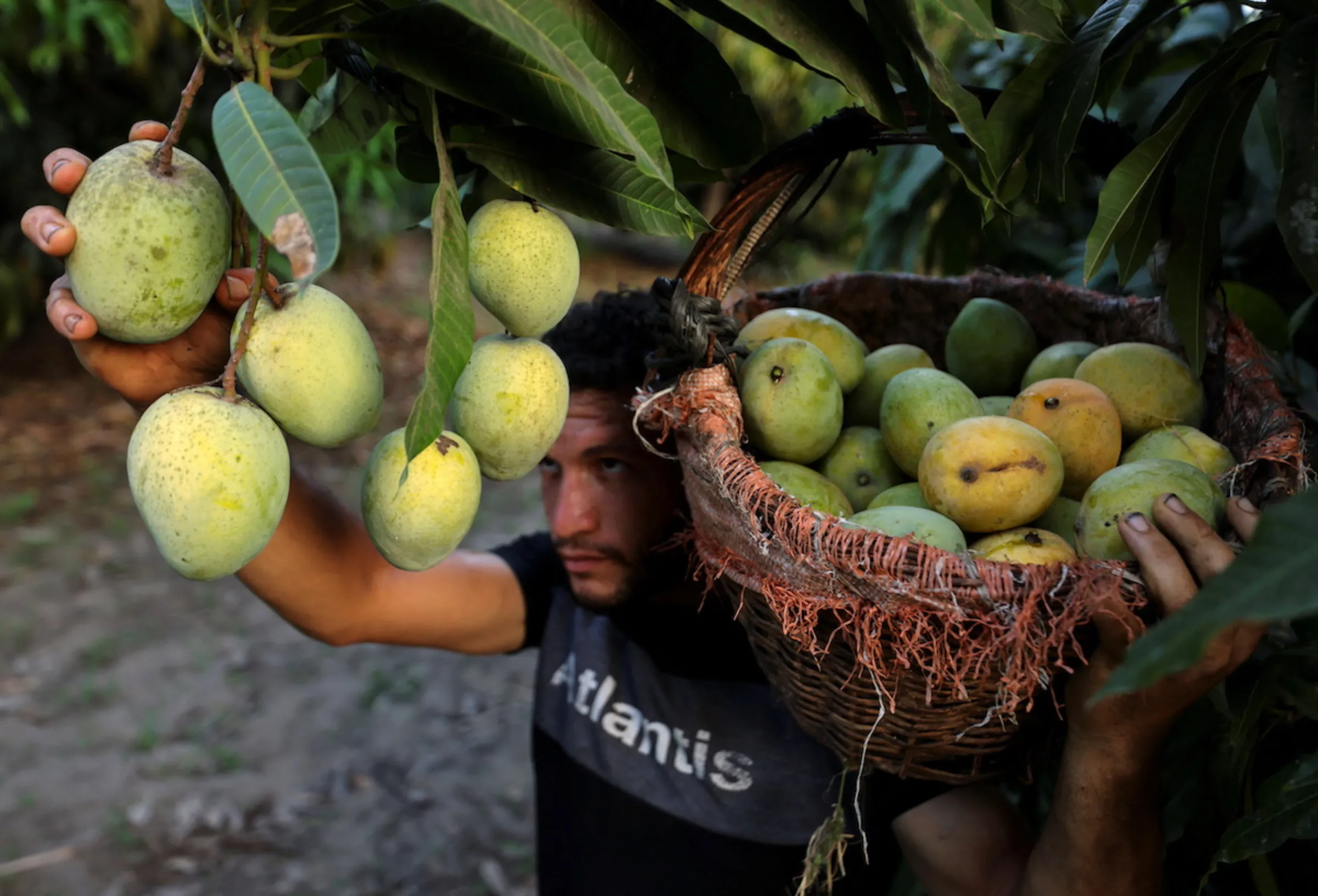 A farmer picks mangoes after the yield dropped because of high temperature, in Ismailia, Egypt, August 18, 2023