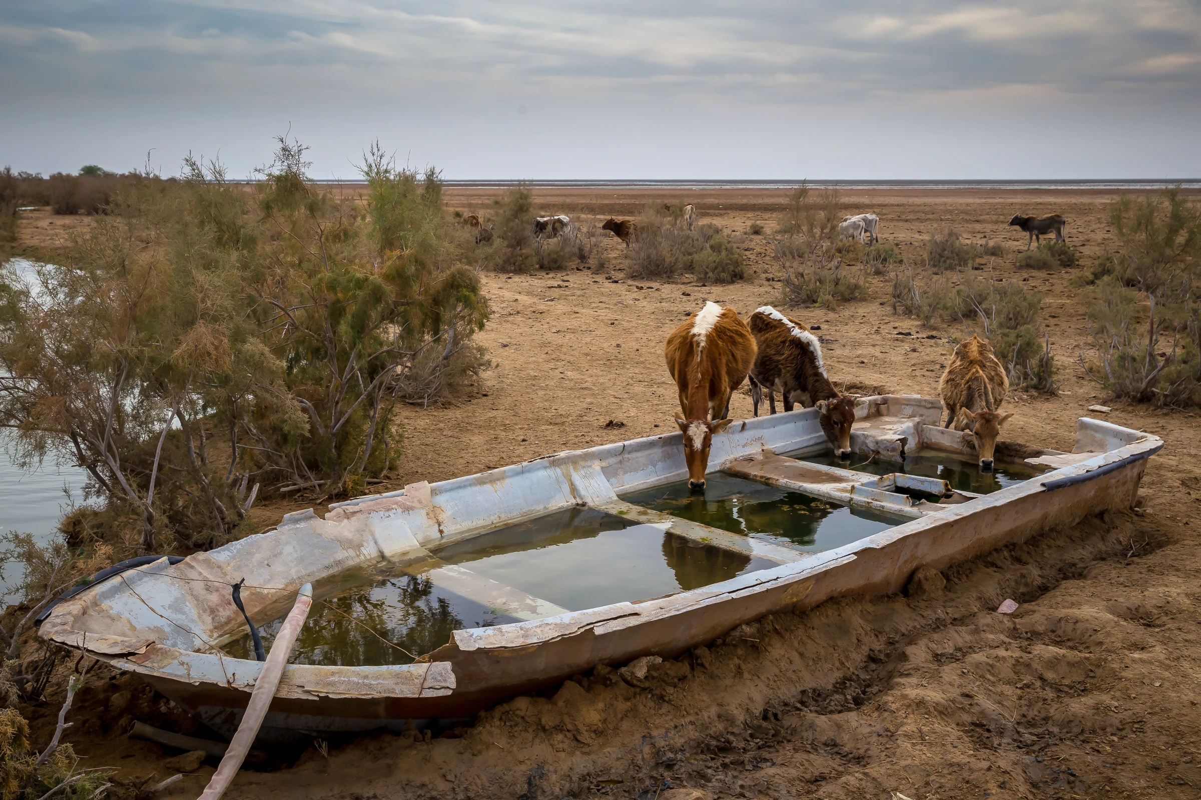 A view of the Hoor al-Azim wetland in Khuzestan, Iran, taken in October 2017. Mehran Hamrahi/Handout via Thomson Reuters Foundation