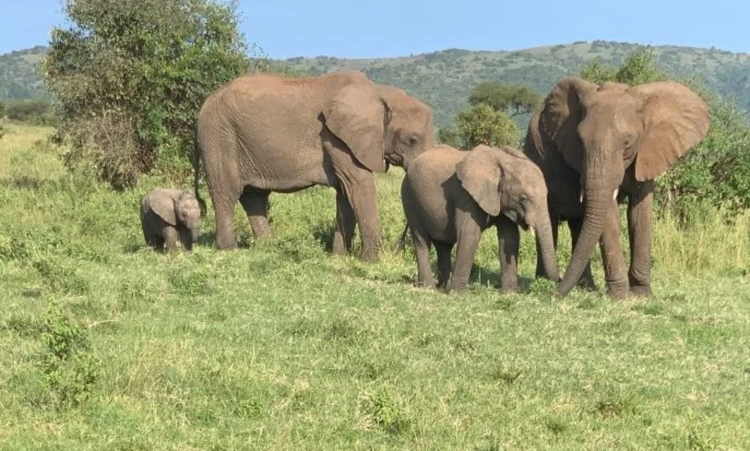 Elephants and calfs wildlife at the Mara Siana Conservancy in Narok county, Kenya on June 17, 2022