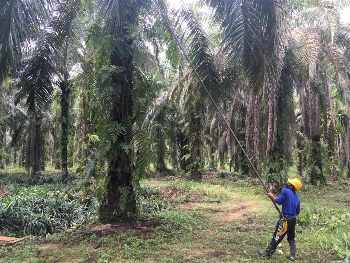 Malaysia's Sabah aims to be world's first green palm oil state | Context