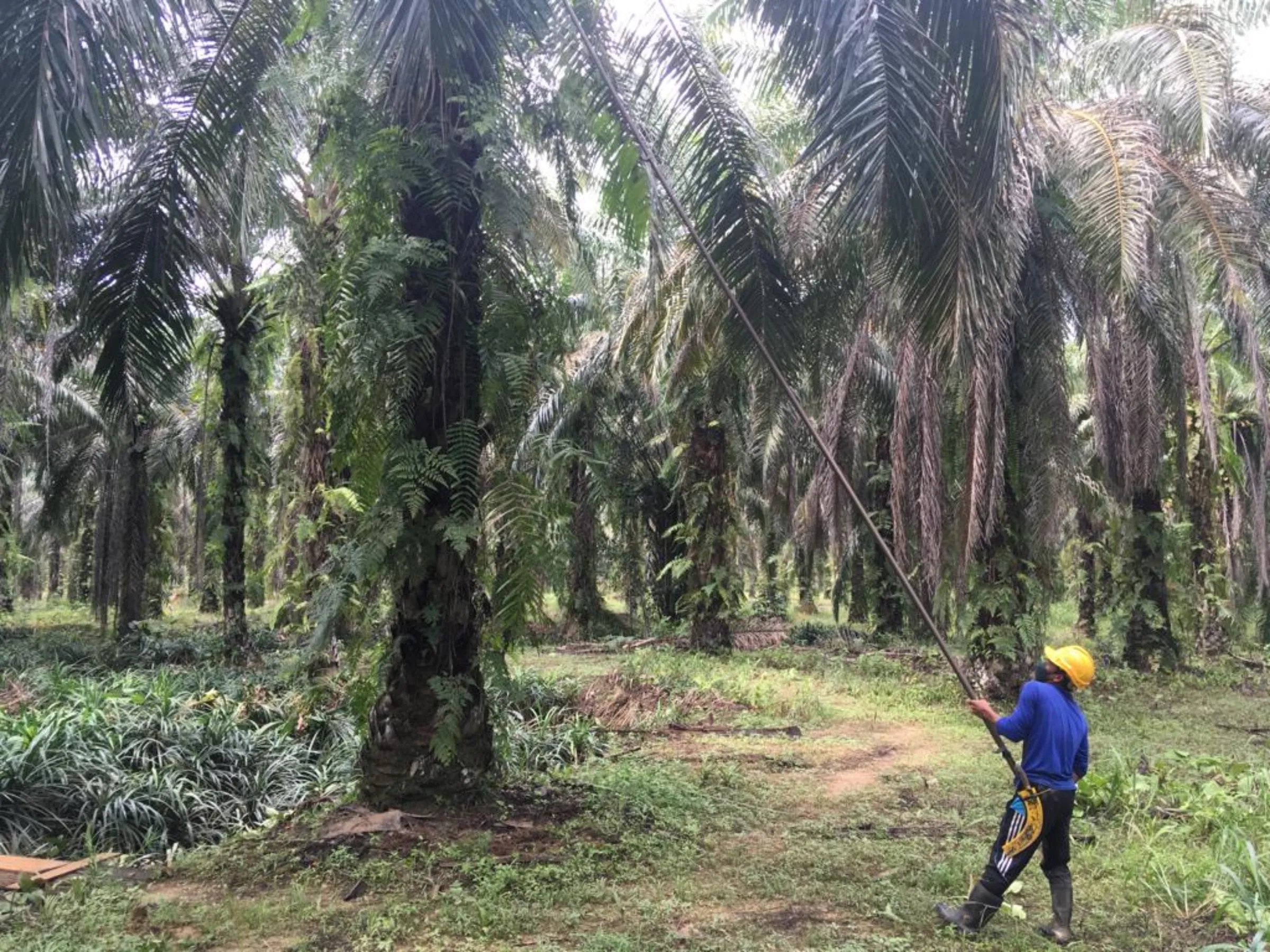 A man in a yellow hard helmet pulls harvests fruits from a palm tree