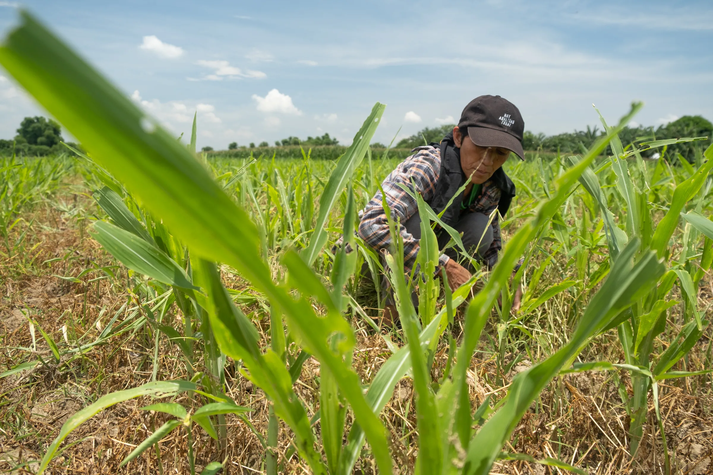 Farmer Mitchy Medrano clears weeds from the corn crops she grows after her onion crops were destroyed by armyworm, in Bayambang, Philippines, May 14, 2022