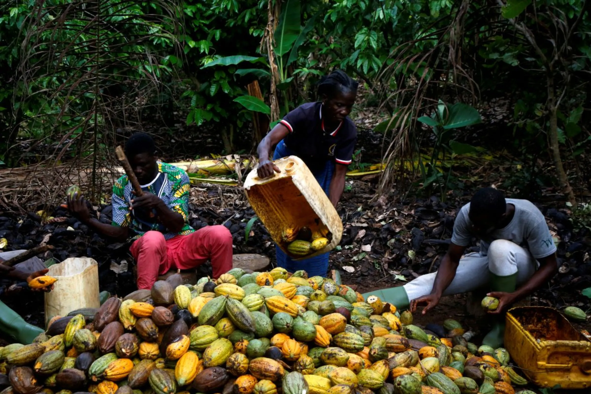 Farmers break cocoa beans at a farm in Sinfra, Ivory Coast April 29, 2023. REUTERS/Luc Gnago