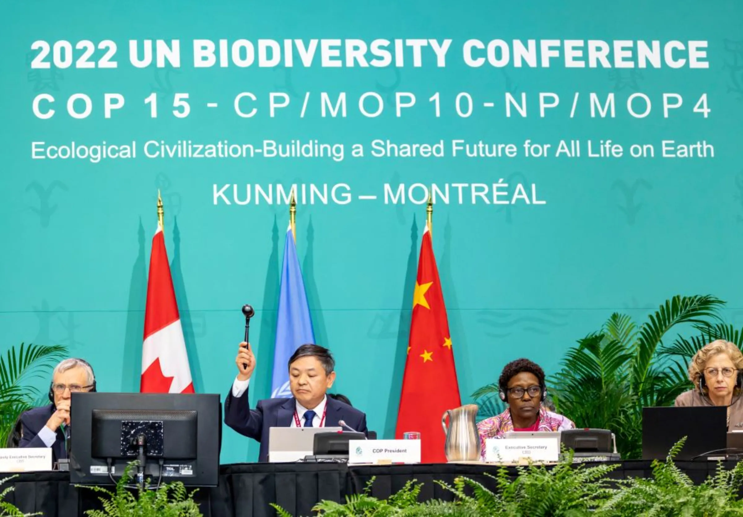 The president of the U.N.-backed COP15 biodiversity conference, China's Minister of Ecology and Environment Huang Runqiu, lowers the gavel to pass the The Kunming-Montreal Global Biodiversity Framework in Montreal, Quebec, Canada December 19, 2022