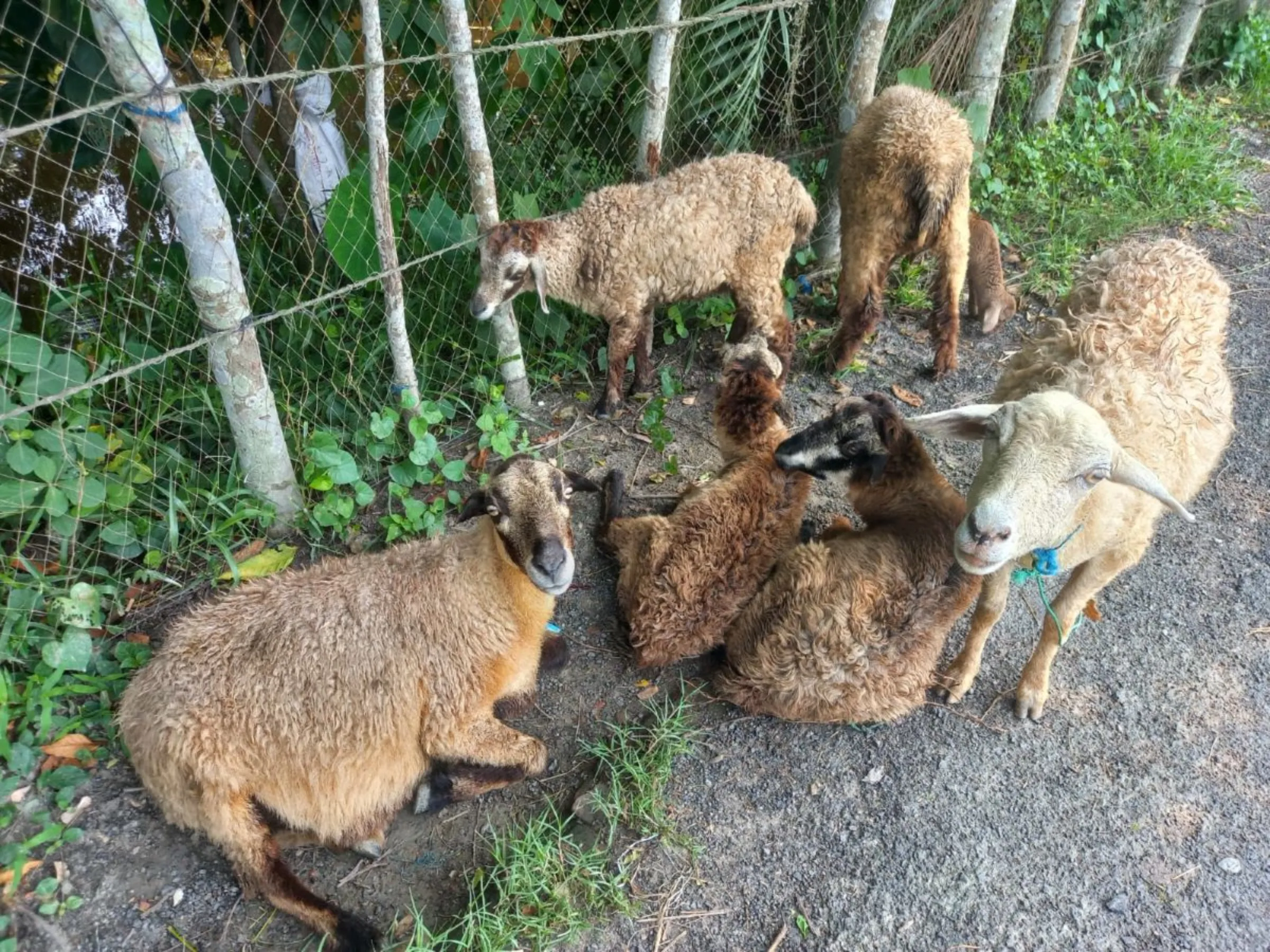 A flock of sheep owned by Josna Ray who switched from goat raising to sheep rearing to cope with heat and disease issues, Khulna, Bangladesh, August 16, 2023