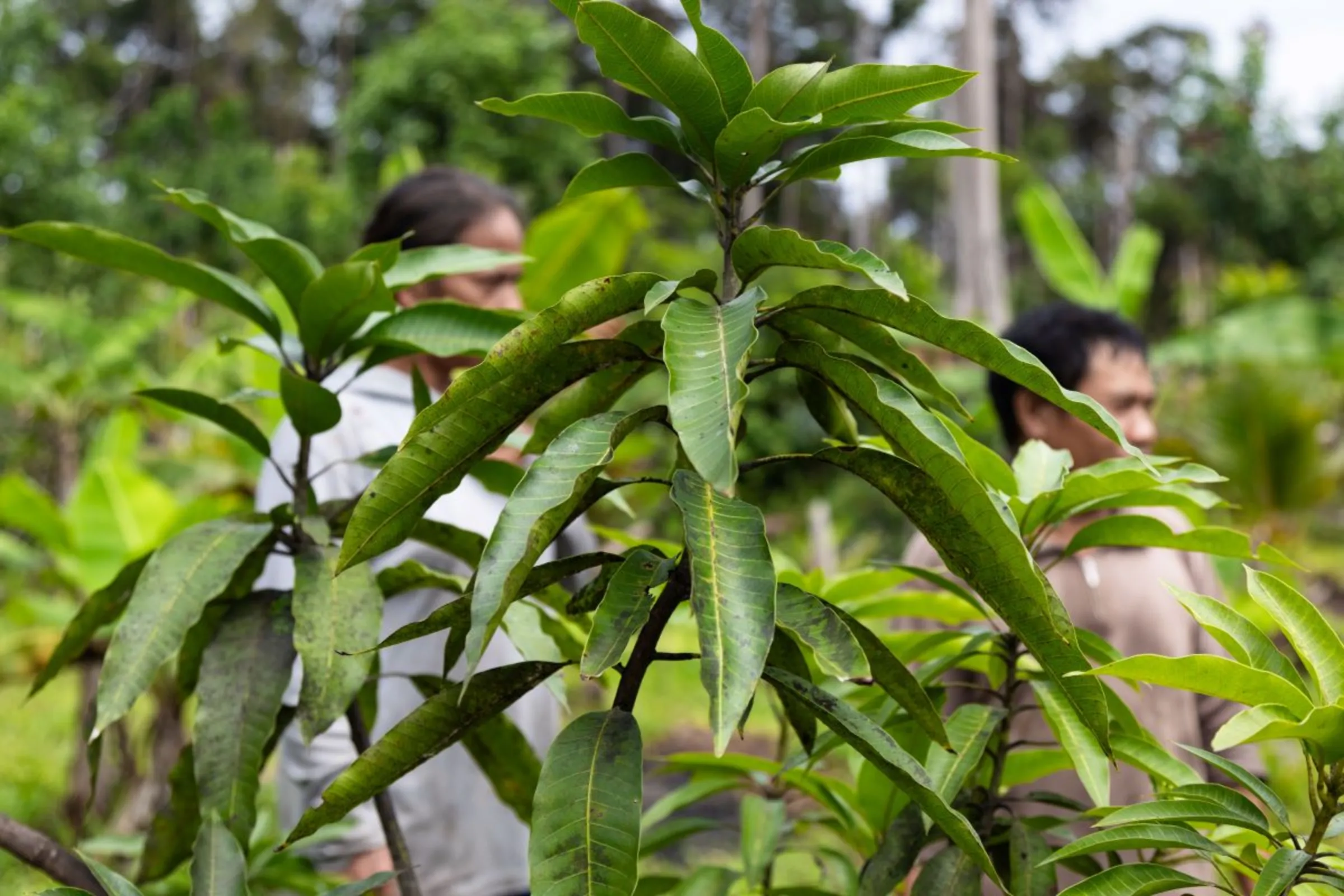 A cassava plant grows on a farm located in the food estate area in Central Kalimantan, Indonesia on June 20, 2023. Thomson Reuters Foundation/Irene Barlian