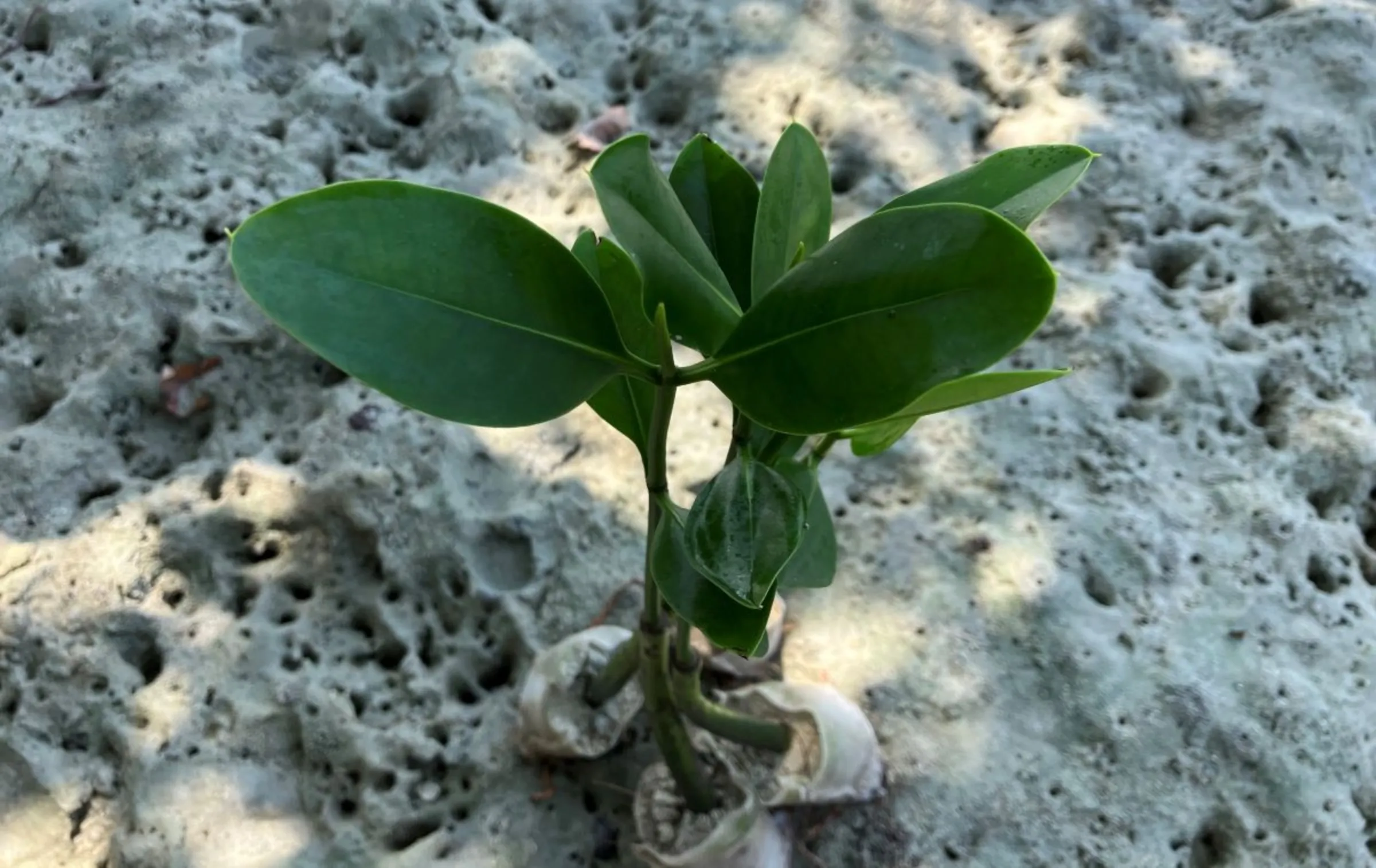 A mangroves planting project along the coastal areas of Harapan island, north of Jakarta, Indonesia on August 10, 2023