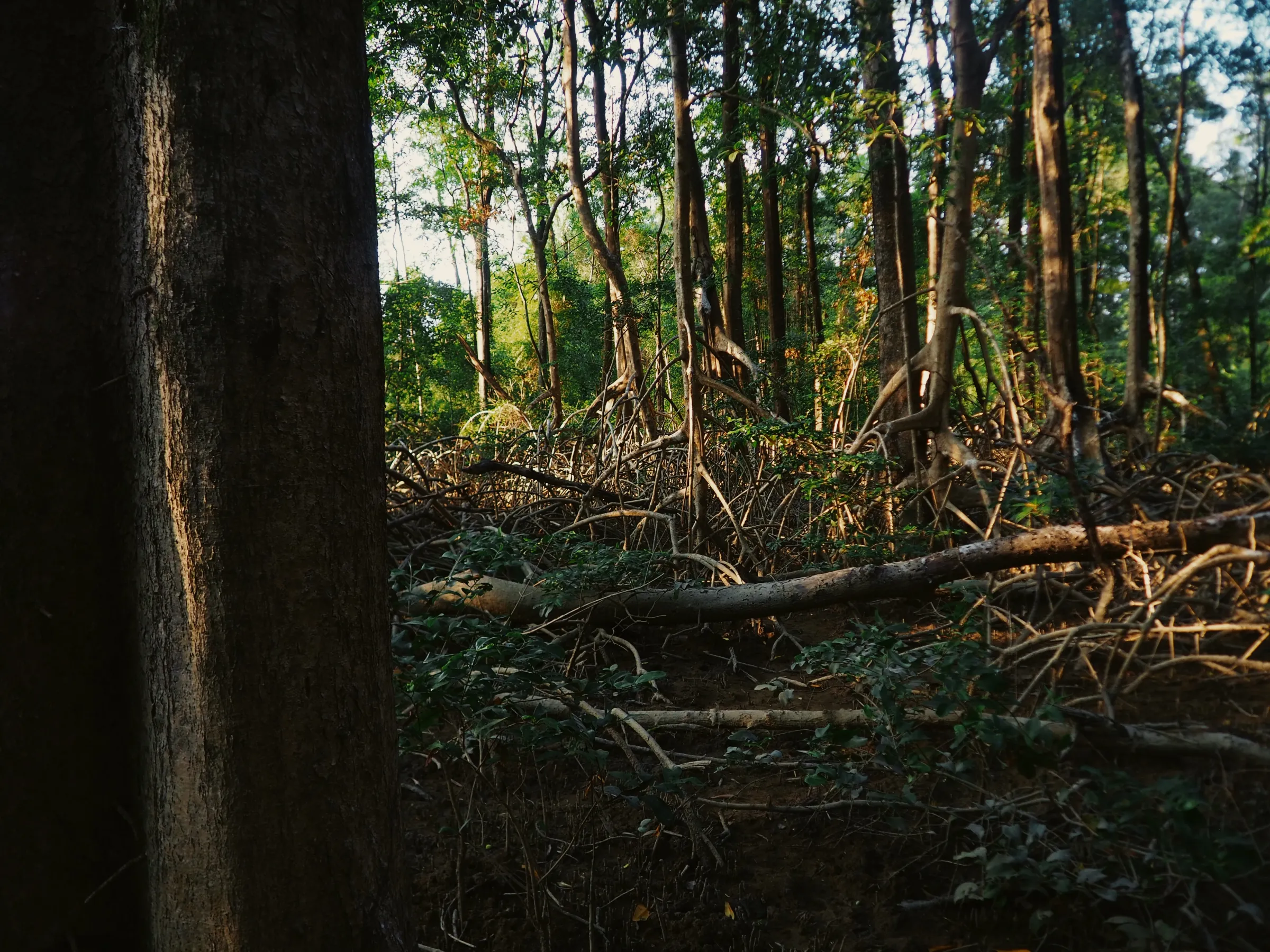 A mangrove forest in Soure Marine Extractive Reserve (RESEX Soure), the first Brazilian Protected Area to enter the IUCN Green List, Marajó Island, Pará, Brazil, 16 November 2025. Thomson Reuters Foundation/Rosalind Thacker