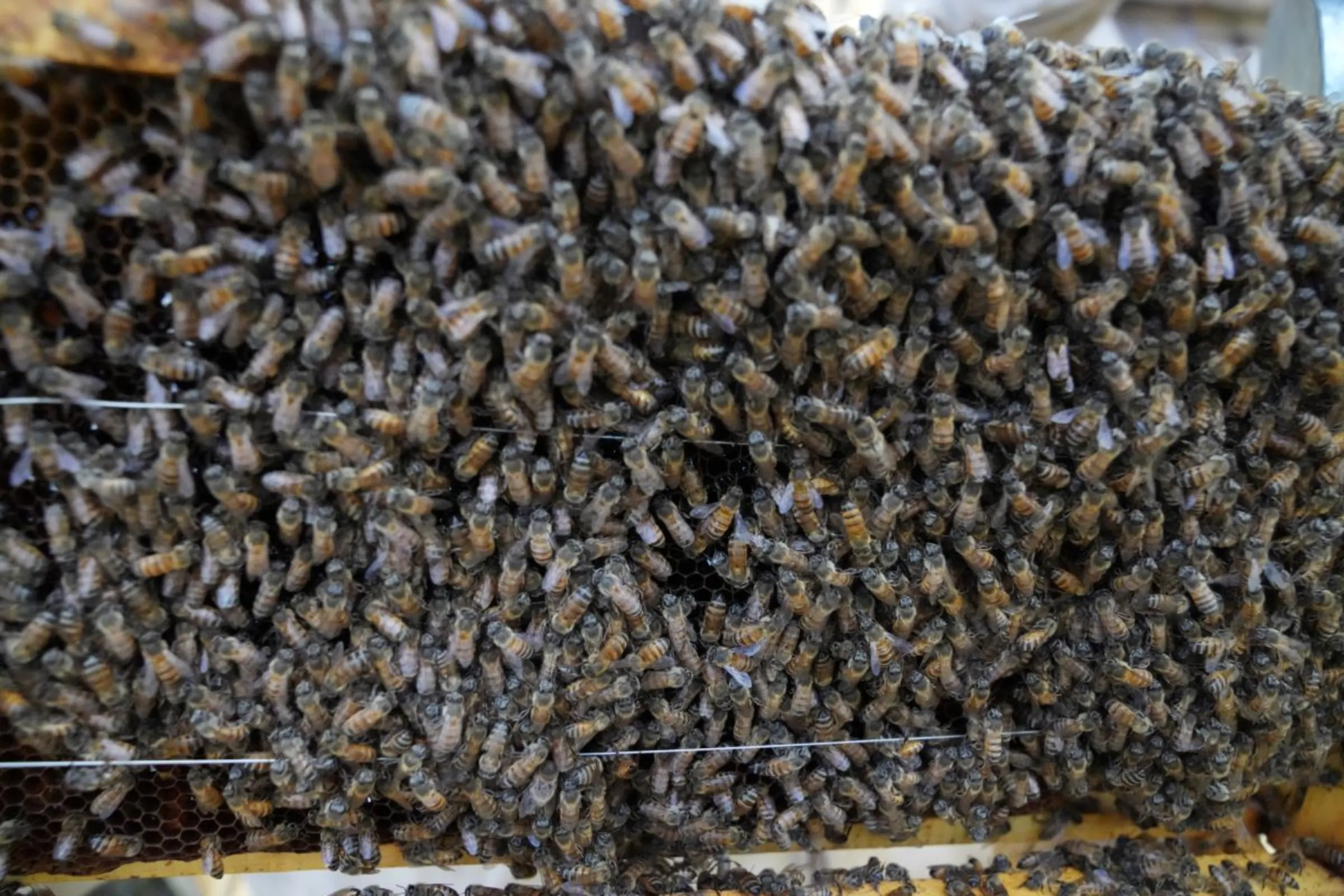 Honey bees in a hive which which forms part of a fence which keeps elephants from straying onto farms near Meru National Park in central Kenya on Feb. 7, 2024. THOMSON REUTERS FOUNDATION/STRINGER