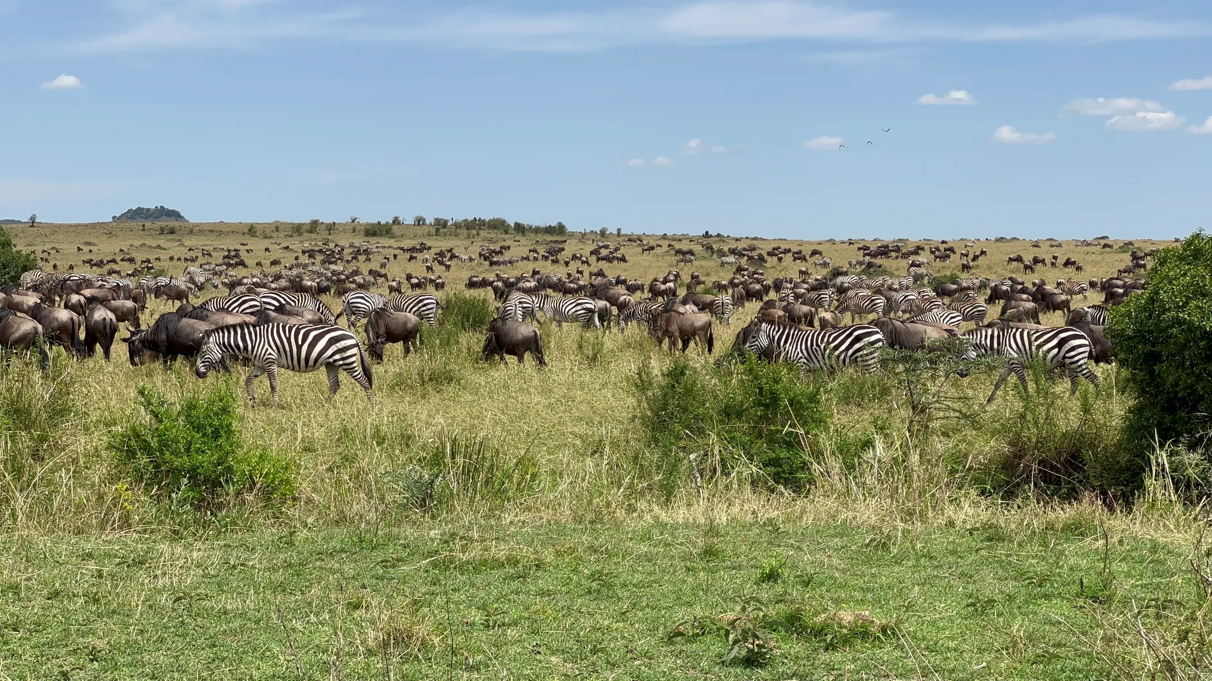 Hordes of wildebeest and zebra migrate back to the Tanzania's Serengeti National Park from the Maasai Mara National Reserve, in Kenya on Sept 28 2022. THOMSON REUTERS FOUNDATION/Nita Bhalla