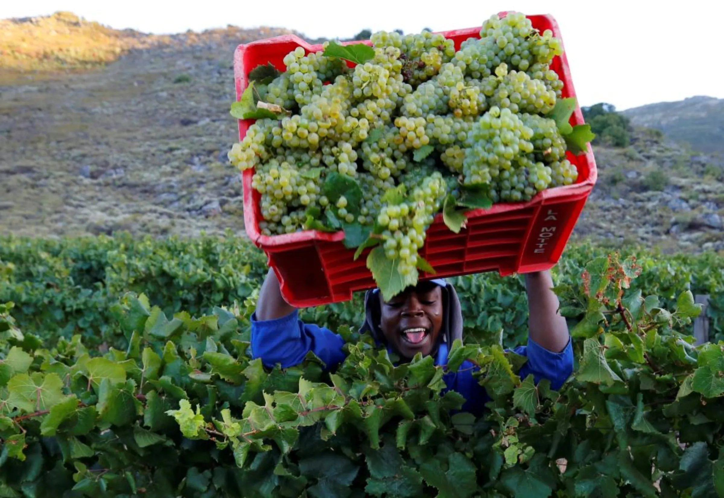 A worker harvests grapes at the La Motte wine farm in Franschhoek near Cape Town, South Africa in this picture taken January 29, 2016