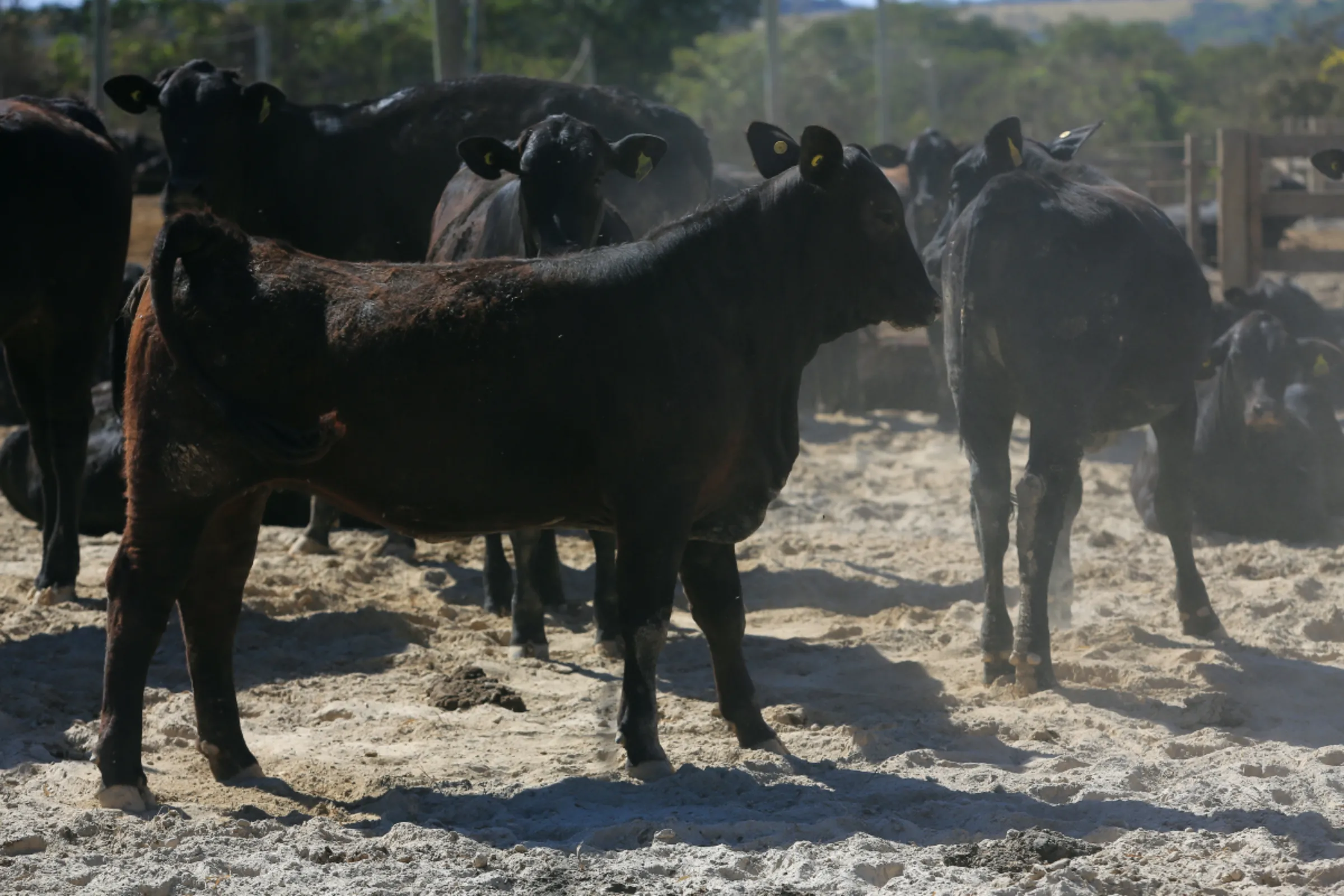 Cattle grazes at Fazenda Morro do Peão, in Pires do Rio, Brazil, August 8, 2023. Thomson Reuters Foundation/Wildes Barbosa