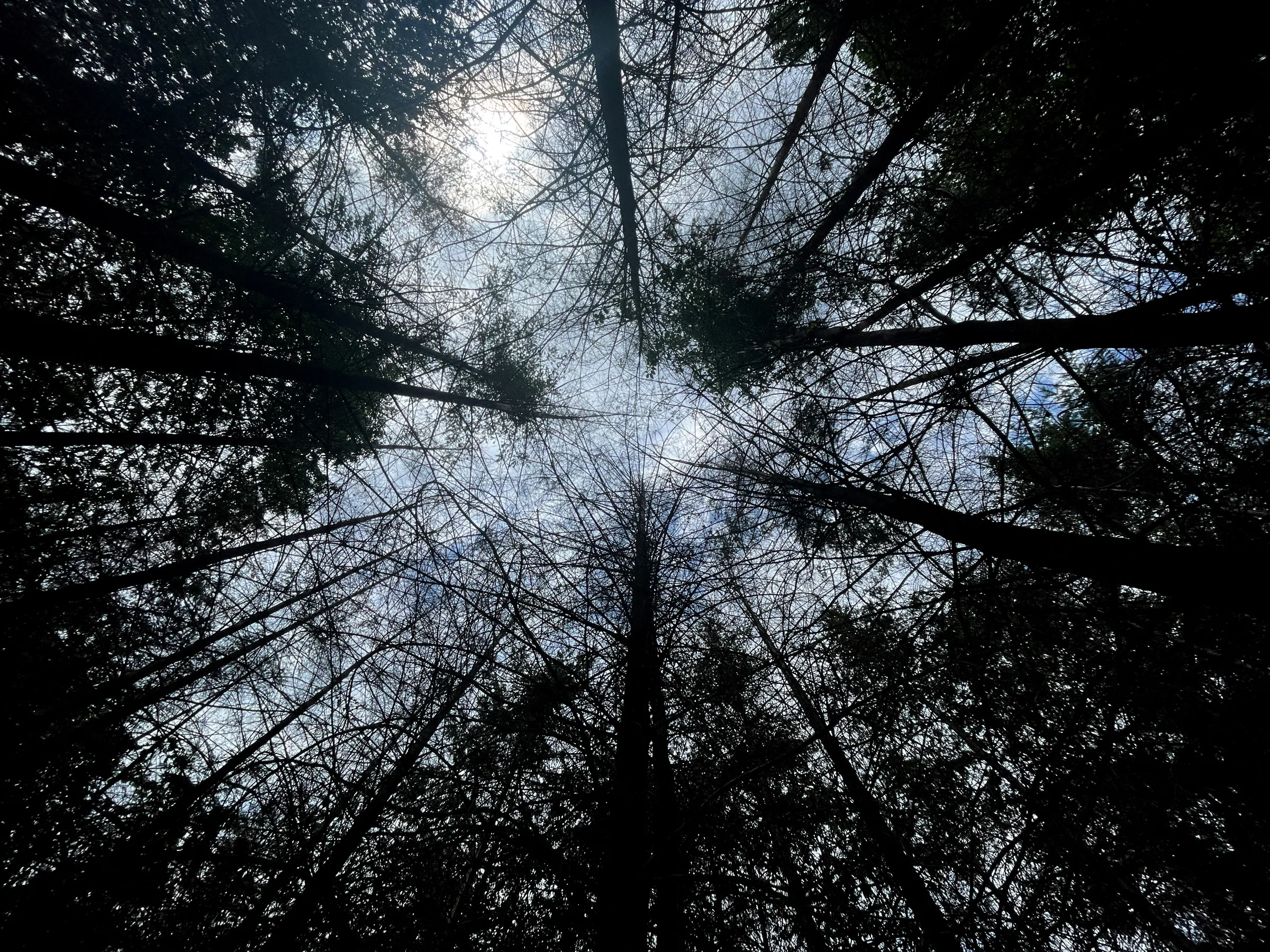Dried out trees in a forest near Reiskirchen, Germany, July 7, 2023. REUTERS/Timm Reichert
