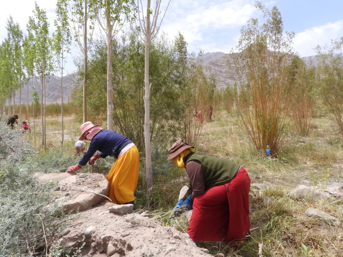 Women tend to newly planted trees in the cold desert of Ladakh